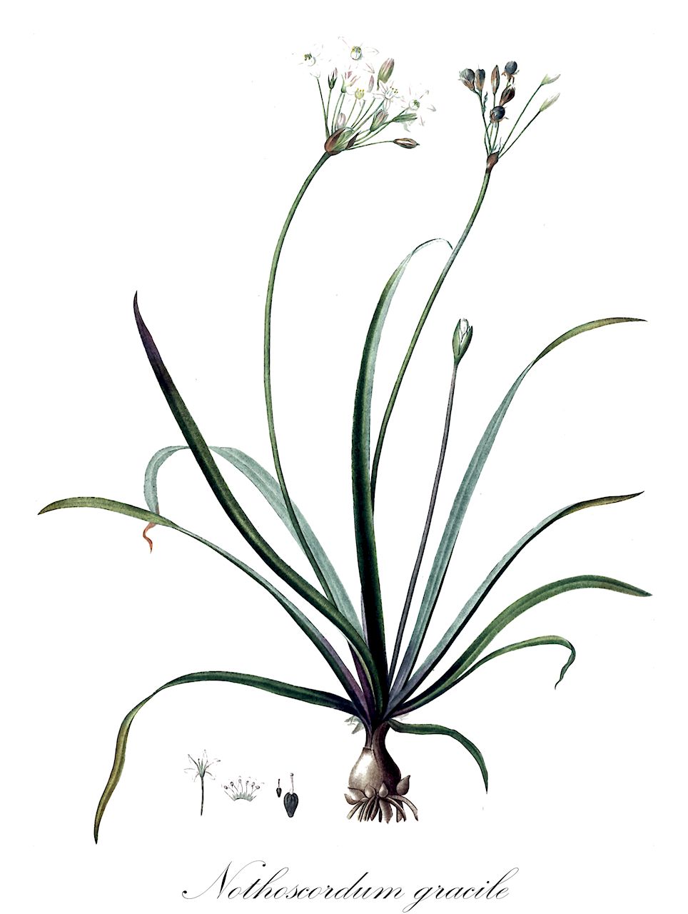 Nothoscordum gracile - Amaryllidaceae,Plantae,Pteridobiotina,Angiosperms,Asparagales,Amaryllidaceae,Nothoscordum,Nothoscordum gracile,Allium gracile, Hesperocles fragrans, Maligia gracilis, Milla macrostemon var. gracilis,Zierlicher Bastardlauch;ail bâtard;ail inodore;ail parfumé;aiil marron;nothoscordum inodore;hierbacho cebollero;ajo macho;lagrima de Virgen;ajo-sin-mal-olor;falso ajo;ajo oloroso;ajo fragrante;ajo odorífero;lágrima de la virgen;aglio fragrante;aglio della Sicilia;alho fragrante;alho-sem-cheiro;alho-bravo;lagrima-de-virgen;cebolina-de-cheiro;alho-sem-mau-cheiro;lágrima-de-virgem;lágrima-da-virgem;alho-de-cheiro;нотоскордум душистый;all d'olor;niramodoki;hatakenira;ハタケニラ;ニラモドキ