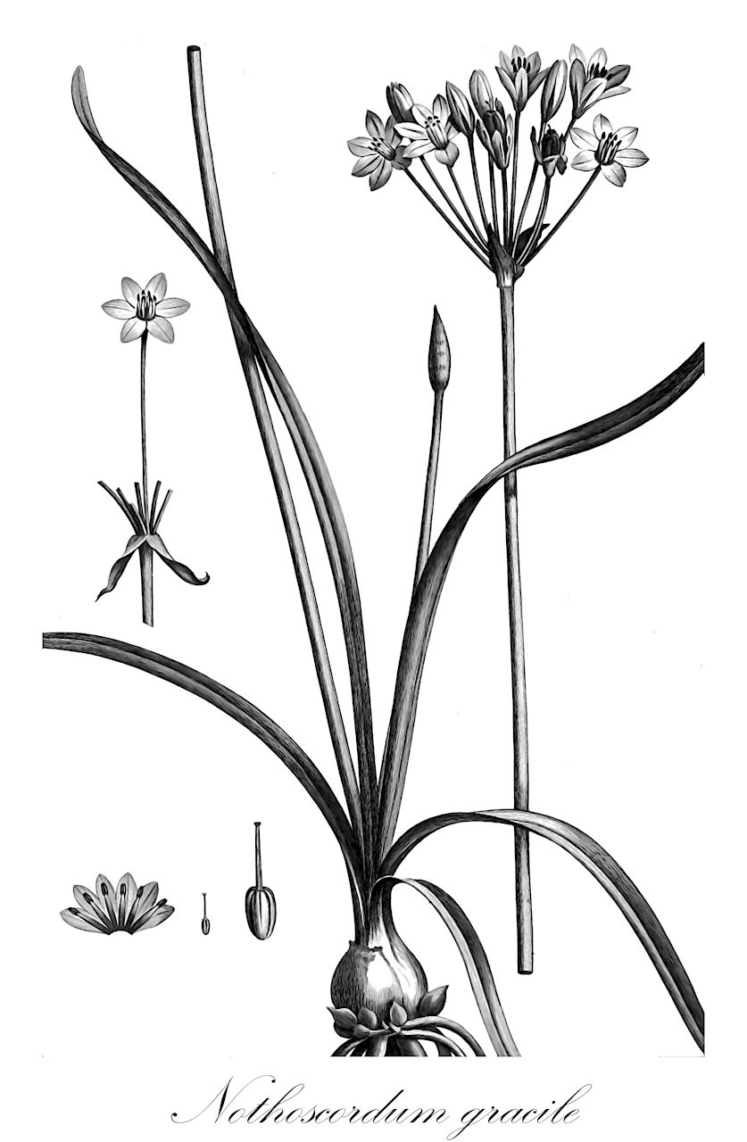 Nothoscordum gracile - Amaryllidaceae,Plantae,Pteridobiotina,Angiosperms,Asparagales,Amaryllidaceae,Nothoscordum,Nothoscordum gracile,Allium gracile, Hesperocles fragrans, Maligia gracilis, Milla macrostemon var. gracilis,Zierlicher Bastardlauch;ail bâtard;ail inodore;ail parfumé;aiil marron;nothoscordum inodore;hierbacho cebollero;ajo macho;lagrima de Virgen;ajo-sin-mal-olor;falso ajo;ajo oloroso;ajo fragrante;ajo odorífero;lágrima de la virgen;aglio fragrante;aglio della Sicilia;alho fragrante;alho-sem-cheiro;alho-bravo;lagrima-de-virgen;cebolina-de-cheiro;alho-sem-mau-cheiro;lágrima-de-virgem;lágrima-da-virgem;alho-de-cheiro;нотоскордум душистый;all d'olor;niramodoki;hatakenira;ハタケニラ;ニラモドキ