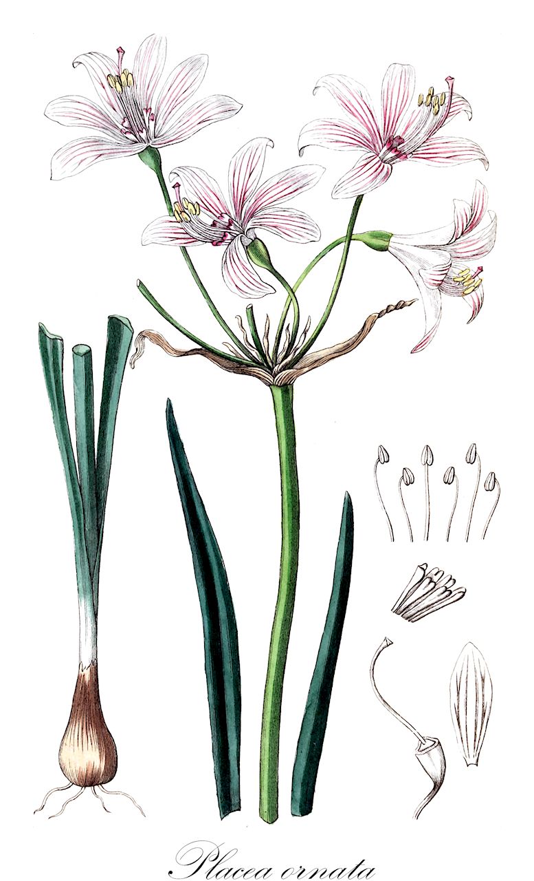 Placea ornata - Amaryllidaceae,Plantae,Pteridobiotina,Angiosperms,Asparagales,Amaryllidaceae,Placea,Placea ornata,Placea grandiflora