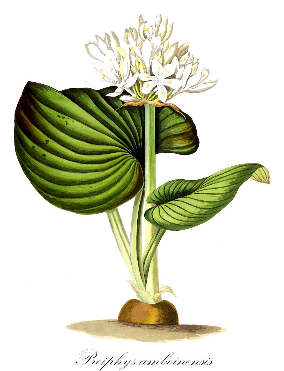 Proiphys amboinensis - Amaryllidaceae,Plantae,Pteridobiotina,Angiosperms,Asparagales,Amaryllidaceae,Proiphys,Proiphys amboinensis,Amaryllis rotundifolia, Cearia amboinensis, Cepa amboinensis, Crinum nervosum, Crinum nervosum, Eurycles alata, Eurycles amboinensis, Eurycles australasica, Eurycles australis, Eurycles coronata, Eurycles javanica, Eurycles nervosa, Eurycles nuda, Eurycles rotundifolia, Eurycles sylvestris, Pancratium amboinense, Pancratium australasicum, Pancratium australe, Pancratium nervifolium, Pancratium ovatifolium, Stemonix nervosus