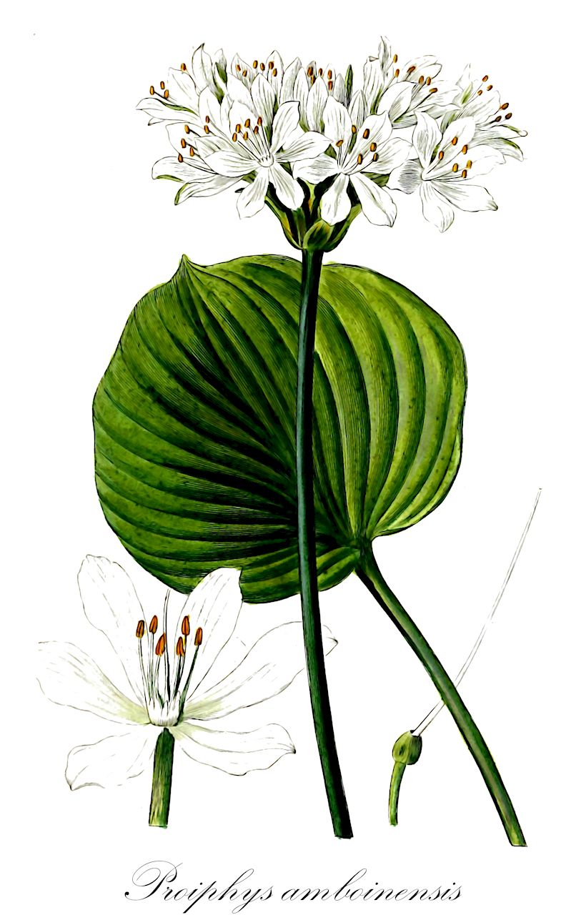 Proiphys amboinensis - Amaryllidaceae,Plantae,Pteridobiotina,Angiosperms,Asparagales,Amaryllidaceae,Proiphys,Proiphys amboinensis,Amaryllis rotundifolia, Cearia amboinensis, Cepa amboinensis, Crinum nervosum, Crinum nervosum, Eurycles alata, Eurycles amboinensis, Eurycles australasica, Eurycles australis, Eurycles coronata, Eurycles javanica, Eurycles nervosa, Eurycles nuda, Eurycles rotundifolia, Eurycles sylvestris, Pancratium amboinense, Pancratium australasicum, Pancratium australe, Pancratium nervifolium, Pancratium ovatifolium, Stemonix nervosus
