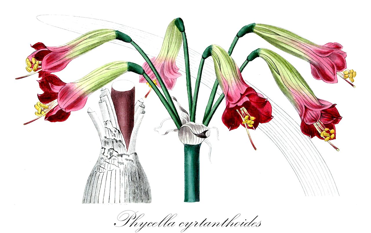 Phycella cyrtanthoides - Amaryllidaceae,Plantae,Pteridobiotina,Angiosperms,Asparagales,Amaryllidaceae,Phycella,Phycella cyrtanthoides,Amaryllis cyrtanthoides, Amaryllis demissa, Amaryllis ignea, Amaryllis magnifica, Amaryllis philippiana, Eustephia corusca, Eustephia cyrtanthoides, Eustephia ignea, Hippeastrum angustifolium, Hippeastrum igneum, Hippeastrum igneum, Phycella angustifolia, Phycella attenuata, Phycella attenuata var. latifolia, Phycella attenuata var. macraeana, Phycella attenuata var. obtusifolia, Phycella biflora, Phycella corusca, Phycella glauca, Phycella ignea, Phycella ignea var. corusca, Phycella ignea var. glauca, Phycella ignea var. pulchra, Phycella macraeana, Phycella magnifica, Phycella obtusifolia