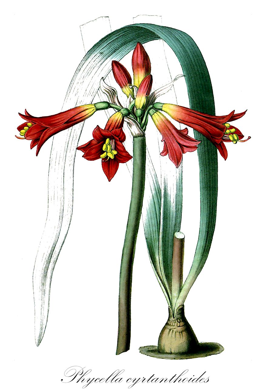 Phycella cyrtanthoides - Amaryllidaceae,Plantae,Pteridobiotina,Angiosperms,Asparagales,Amaryllidaceae,Phycella,Phycella cyrtanthoides,Amaryllis cyrtanthoides, Amaryllis demissa, Amaryllis ignea, Amaryllis magnifica, Amaryllis philippiana, Eustephia corusca, Eustephia cyrtanthoides, Eustephia ignea, Hippeastrum angustifolium, Hippeastrum igneum, Hippeastrum igneum, Phycella angustifolia, Phycella attenuata, Phycella attenuata var. latifolia, Phycella attenuata var. macraeana, Phycella attenuata var. obtusifolia, Phycella biflora, Phycella corusca, Phycella glauca, Phycella ignea, Phycella ignea var. corusca, Phycella ignea var. glauca, Phycella ignea var. pulchra, Phycella macraeana, Phycella magnifica, Phycella obtusifolia