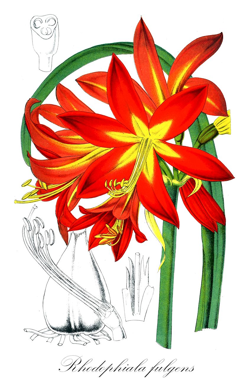 Rhodophiala fulgens - Amaryllidaceae,Plantae,Pteridobiotina,Angiosperms,Asparagales,Amaryllidaceae,Rhodophiala,Rhodophiala fulgens,Amaryllis fulgens, Habranthus fulgens, Hippeastrum fulgens