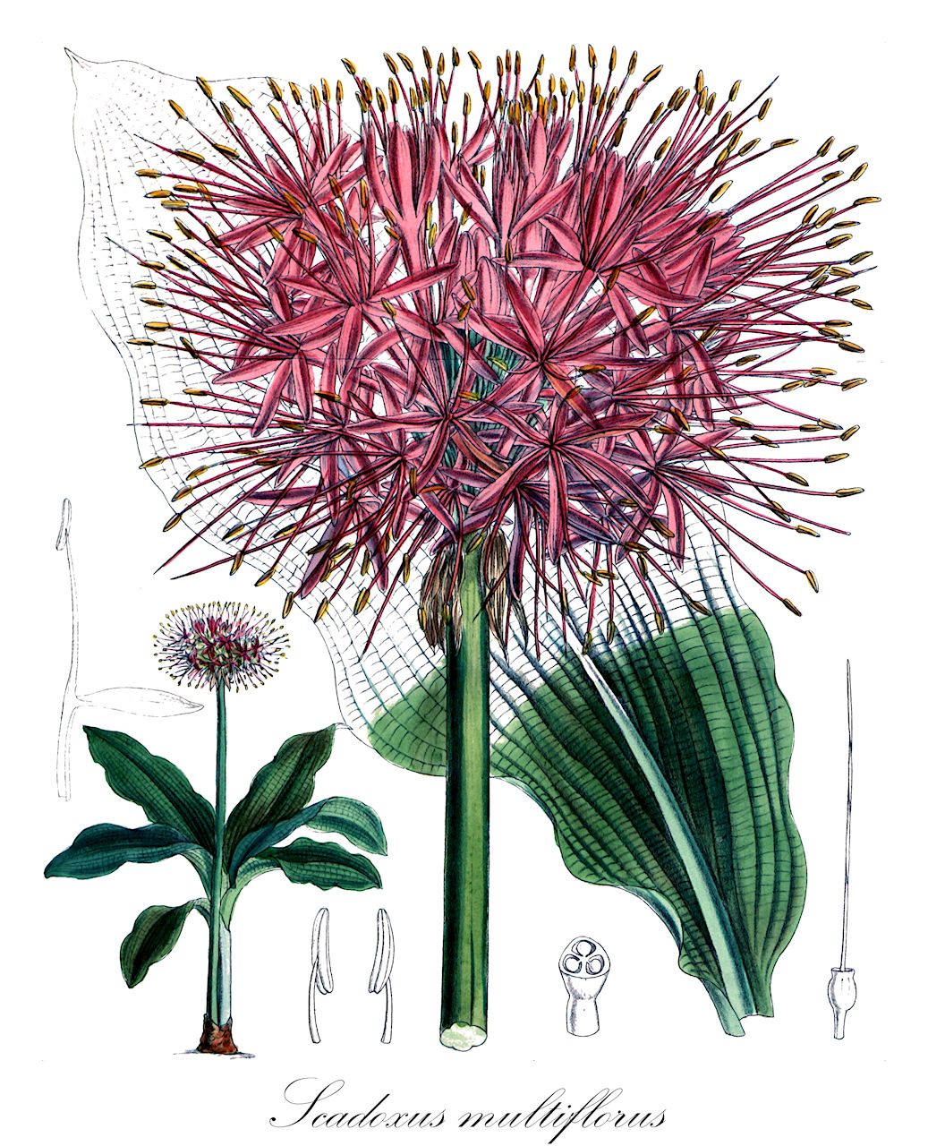 Scadoxus multiflorus - Amaryllidaceae,Plantae,Pteridobiotina,Angiosperms,Asparagales,Amaryllidaceae,Scadoxus,Scadoxus multiflorus,Amaryllis multiflora, Haemanthus multiflorus, Haemanthus sacculus, Haemanthus tenuiflorus, Haemanthus tenuiflorus var. coccineus, Haemanthus tenuiflorus var. mocambicensis, Nerissa multiflorus