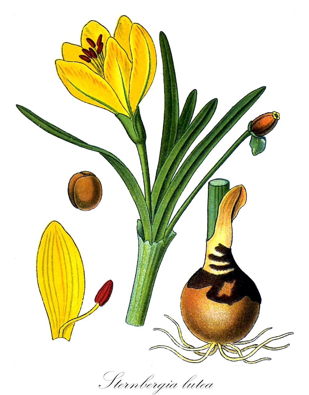 Sternbergia lutea - Amaryllidaceae,Plantae,Pteridobiotina,Angiosperms,Asparagales,Amaryllidaceae,Sternbergia,Sternbergia lutea,Amaryllis lutea, Oporanthus luteus, Oporanthus siculus, Sternbergia aurantiaca, Sternbergia greuteriana, Sternbergia lutea subsp. greuteriana, Sternbergia lutea subsp. sicula, Sternbergia sicula,Gelbe Gewitterblume;Greuters Gewitterblume;Gelbe Sternbergie;narcisse d'automne;sternbergie jaune;vendangeuse;azucena amarilla;azucenita canarilla;cólchico amarillo;margarita de otoño;narciso de otoño;sternbergia gialla;geele amaryllis;gele amaryllis;штернбергия жёлтая;karanergis;sternbergie;còlquic groc;lliri groc;narcis de tardor;perxa-sogres;žuta lužarka;kipanatamasudare;suterunberugia;キパナタマスダレ;ステルンベルギア;rumenostepna šternbergija;narcisa de toamna;градинско есенниче;жълта щернберпия;жута лужарка;лала