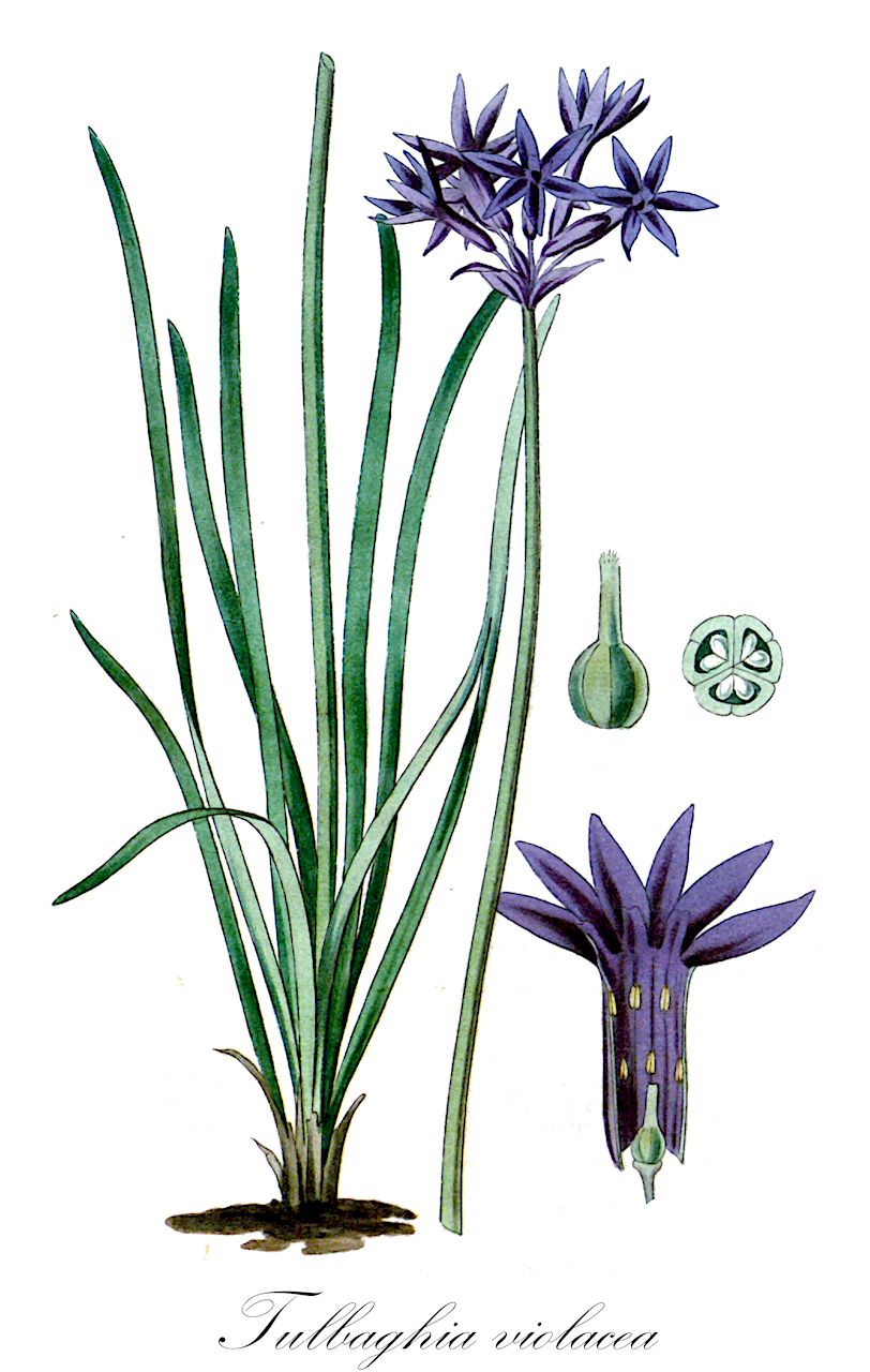 Tulbaghia violacea - Amaryllidaceae,Plantae,Pteridobiotina,Angiosperms,Asparagales,Amaryllidaceae,Tulbaghia,Tulbaghia violacea,Omentaria violacea, Tulbaghia cepacea var. robustior, Tulbaghia violacea var. minor, Tulbaghia violacea var. obtusa, Tulbaghia violacea var. violacea,Knoblauch-Kaplilie