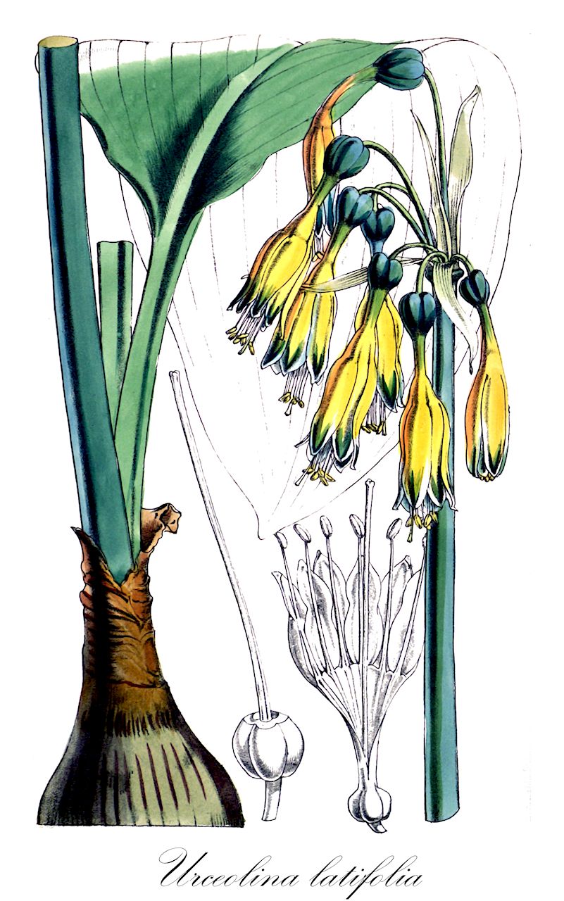 Urceolina latifolia - Amaryllidaceae,Plantae,Pteridobiotina,Angiosperms,Asparagales,Amaryllidaceae,Urceolina,Urceolina latifolia,Leperiza latifolia, Pancratium latifolium, Urceolina valida