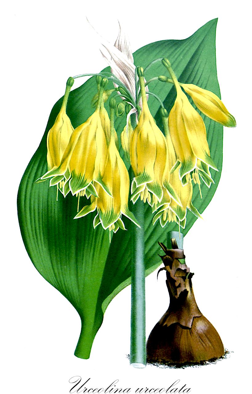 Urceolina urceolata - Amaryllidaceae,Plantae,Pteridobiotina,Angiosperms,Asparagales,Amaryllidaceae,Urceolina,Urceolina urceolata,Collania aurea, Collania urceolata, Crinum urceolatum, Leperiza urceolata, Urceolaria pendula, Urceolina aurea, Urceolina pendula