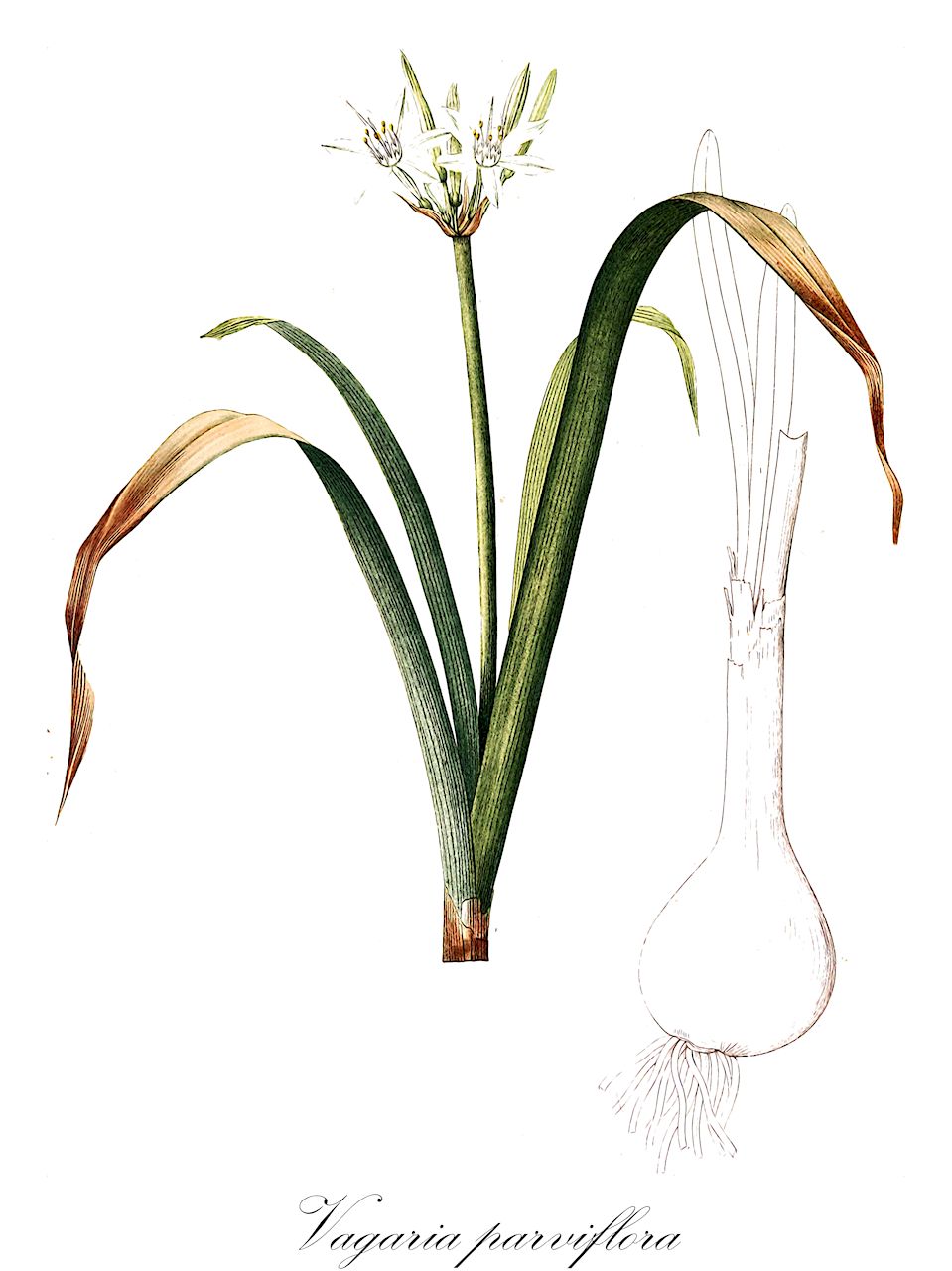 Vagaria parviflora - Amaryllidaceae,Plantae,Pteridobiotina,Angiosperms,Asparagales,Amaryllidaceae,Vagaria,Vagaria parviflora,Almyra parviflora, Pancratium parviflorum,chavalzelet ketannat-perachim;חֲבַצֶּלֶת קְטַנַּת-פְּרָחִים