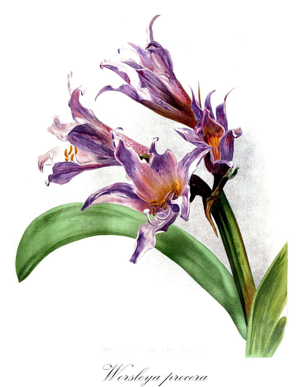 Worsleya procera - Amaryllidaceae,Plantae,Pteridobiotina,Angiosperms,Asparagales,Amaryllidaceae,Worsleya,Worsleya procera,Amaryllis procera, Amaryllis rayneri, Hippeastrum procerum, Worsleya rayneri,Blaue amaryllis