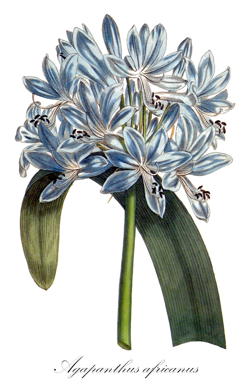 Agapanthus africanus - Amaryllidaceae,Plantae,Pteridobiotina,Angiosperms,Asparagales,Amaryllidaceae,Agapanthus,Agapanthus africanus,Abumon africanum, Agapanthus minor, Agapanthus tuberosus, Agapanthus umbellatus, Crinum africanum, Crinum floridum, Mauhlia africana, Mauhlia linearis, Mauhlia umbellata, Tulbaghia africana, Tulbaghia africana var. heisteri, Tulbaghia heisteri, Tulbaghia minor,Afrikanische Blaulilie;Agapanthus;Liebesblumen;Schmucklilien