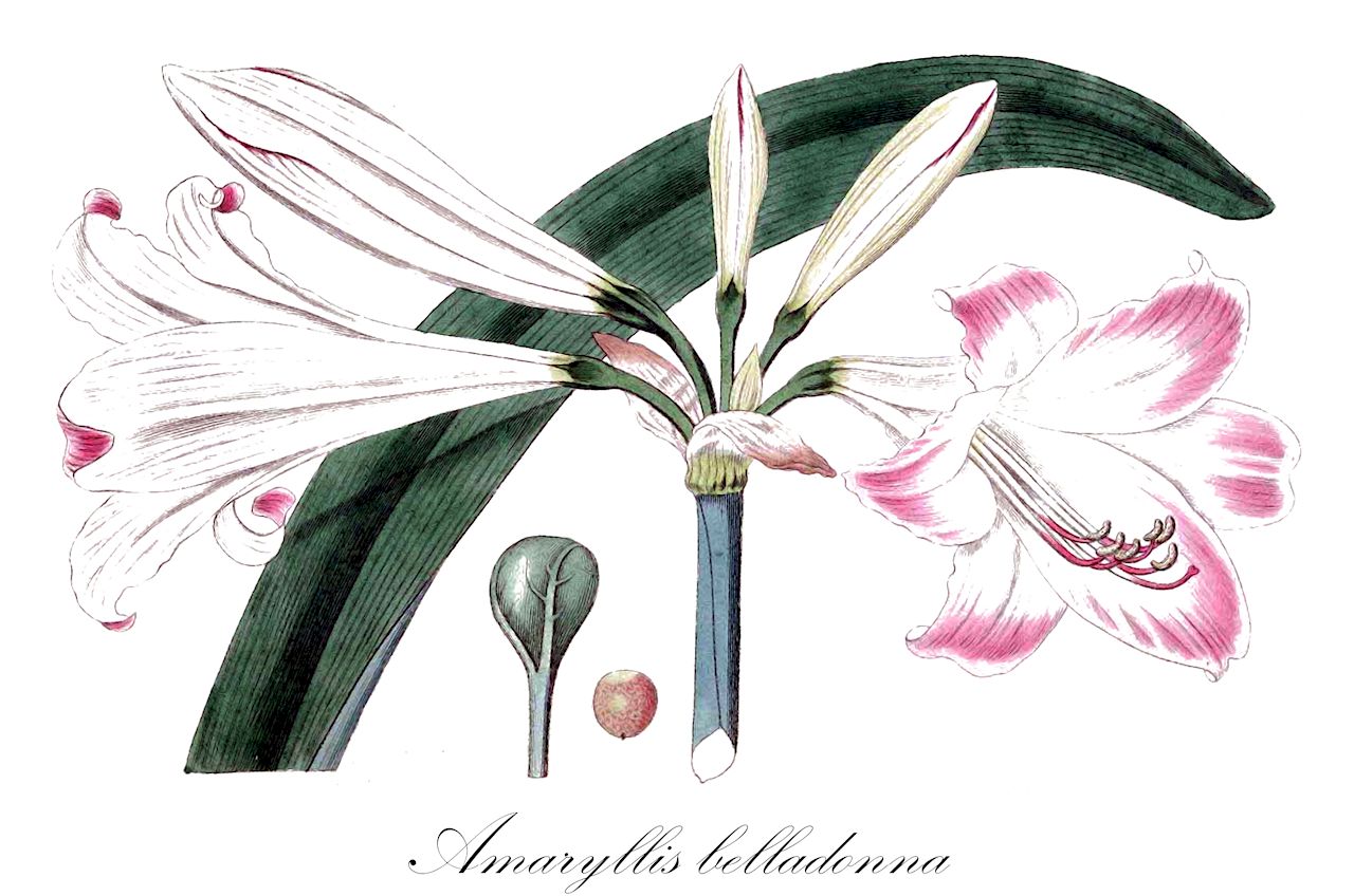 Amaryllis belladonna - Amaryllidaceae,Plantae,Pteridobiotina,Angiosperms,Asparagales,Amaryllidaceae,Amaryllis,Amaryllis belladonna,Amaryllis belladonna var. belladonna, Amaryllis blanda, Amaryllis longipetala, Amaryllis obliqua, Amaryllis pallida, Amaryllis pudica, Amaryllis regalis, Amaryllis rosea, Belladonna blanda, Belladonna pallida, Belladonna pudica, Belladonna purpurascens, Brunsvigia blanda, Brunsvigia major, Brunsvigia rosea, Brunsvigia rosea, Brunsvigia rosea var. blanda, Brunsvigia rosea var. elata, Brunsvigia rosea var. longipetala, Brunsvigia rosea var. major, Brunsvigia rosea var. minor, Brunsvigia rosea var. pallida, Brunsvigia rosea var. pudica, Callicore rosea, Coburgia belladonna, Coburgia blanda, Coburgia pallida, Coburgia pudica, Coburgia rosea, Imhofia rosea, Leopoldia belladonna, Zephyranthes pudica,Belladonnalilie;amaryllis belladonne;croix de Saint Jacques;amaryllis belladone;azucena;beladona-bastarda;cebola-cecem;açucena;beladona;амариллис белладонна;амариллис красавица;beradonna-riri;honamaririsu;ベラドンナリリ;ホンアマリリス