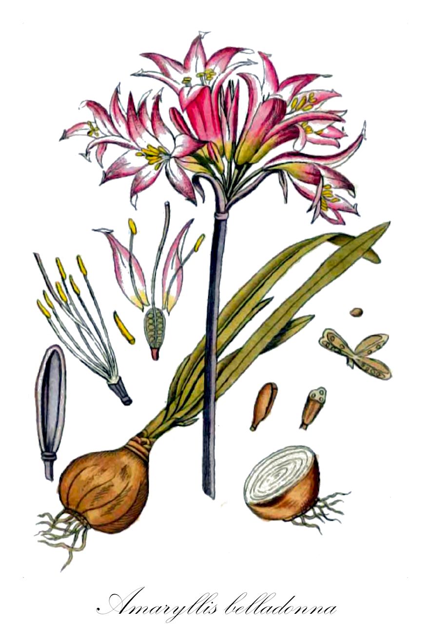 Amaryllis belladonna - Amaryllidaceae,Plantae,Pteridobiotina,Angiosperms,Asparagales,Amaryllidaceae,Amaryllis,Amaryllis belladonna,Amaryllis belladonna var. belladonna, Amaryllis blanda, Amaryllis longipetala, Amaryllis obliqua, Amaryllis pallida, Amaryllis pudica, Amaryllis regalis, Amaryllis rosea, Belladonna blanda, Belladonna pallida, Belladonna pudica, Belladonna purpurascens, Brunsvigia blanda, Brunsvigia major, Brunsvigia rosea, Brunsvigia rosea, Brunsvigia rosea var. blanda, Brunsvigia rosea var. elata, Brunsvigia rosea var. longipetala, Brunsvigia rosea var. major, Brunsvigia rosea var. minor, Brunsvigia rosea var. pallida, Brunsvigia rosea var. pudica, Callicore rosea, Coburgia belladonna, Coburgia blanda, Coburgia pallida, Coburgia pudica, Coburgia rosea, Imhofia rosea, Leopoldia belladonna, Zephyranthes pudica,Belladonnalilie;amaryllis belladonne;croix de Saint Jacques;amaryllis belladone;azucena;beladona-bastarda;cebola-cecem;açucena;beladona;амариллис белладонна;амариллис красавица;beradonna-riri;honamaririsu;ベラドンナリリ;ホンアマリリス