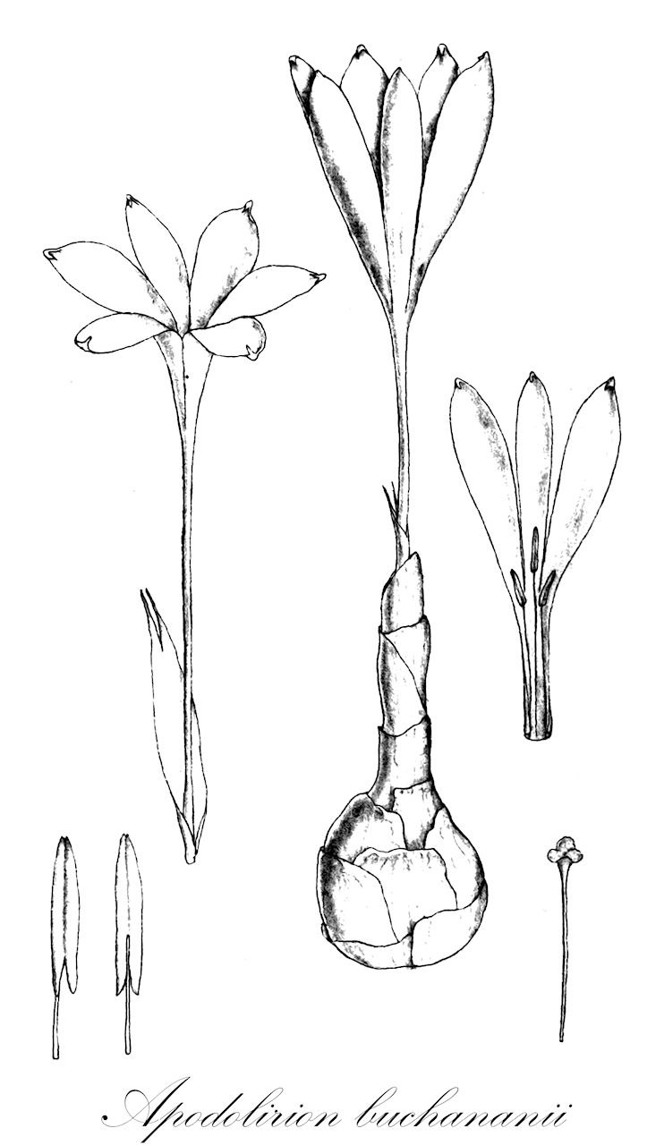 Apodolirion buchananii - Amaryllidaceae,Plantae,Pteridobiotina,Angiosperms,Asparagales,Amaryllidaceae,Apodolirion,Apodolirion buchananii,Apodolirion ettae, Apodolirion mackenii, Cyphonema buchananii