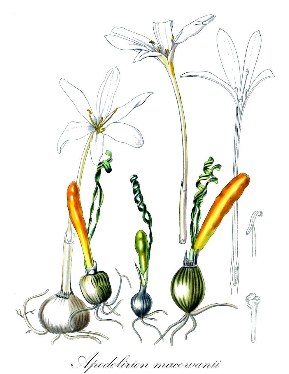 Apodolirion macowanii - Amaryllidaceae,Plantae,Pteridobiotina,Angiosperms,Asparagales,Amaryllidaceae,Apodolirion,Apodolirion macowanii