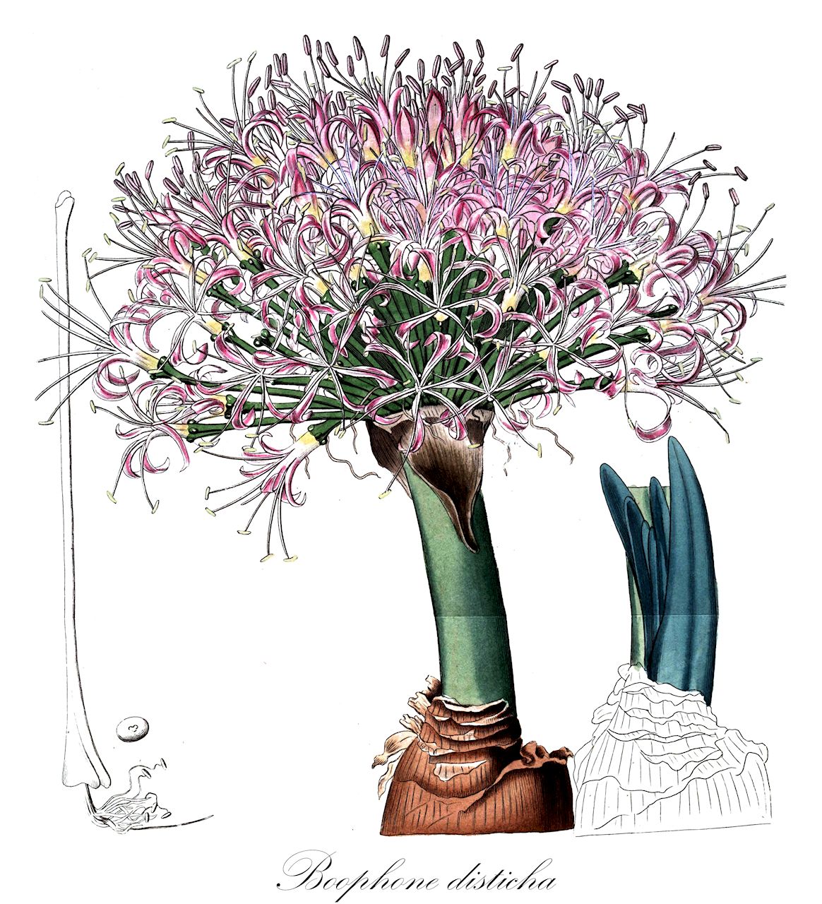 Boophone disticha - Amaryllidaceae,Plantae,Pteridobiotina,Angiosperms,Asparagales,Amaryllidaceae,Boophone,Boophone disticha,Amaryllis disticha, Amaryllis toxicaria, Boophone intermedia, Boophone longepedicellata, Boophone toxicaria, Brunsvigia ciliaris, Brunsvigia disticha, Brunsvigia rautanenii, Brunsvigia toxicaria, Haemanthus ciliaris, Haemanthus distichus, Haemanthus lemairei, Haemanthus robustus, Haemanthus sinuatus, Haemanthus toxicarius