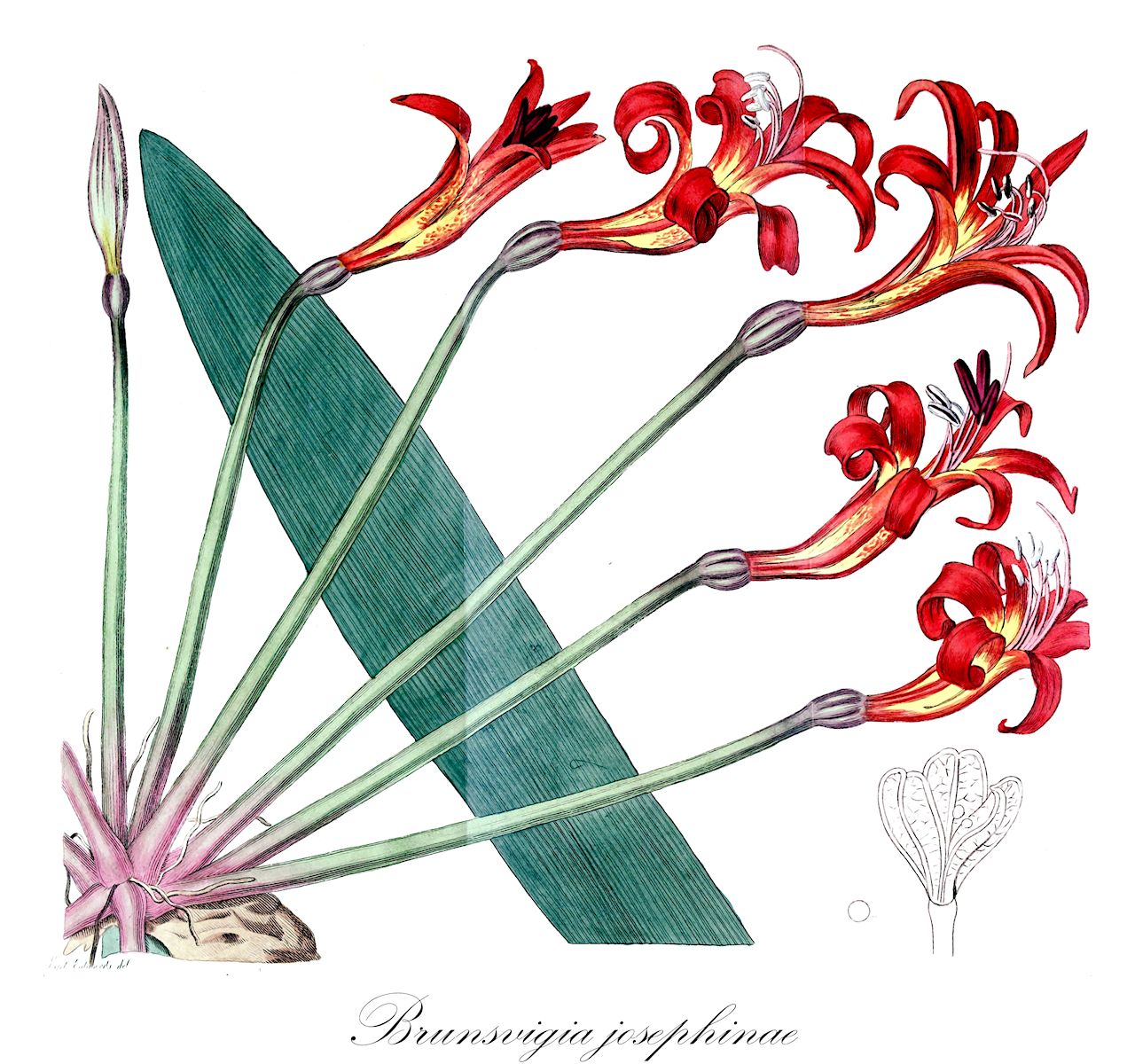 Brunsvigia josephinae - Amaryllidaceae,Plantae,Pteridobiotina,Angiosperms,Asparagales,Amaryllidaceae,Brunsvigia,Brunsvigia josephinae,Amaryllis gigantea, Amaryllis josephinae, Amaryllis josephiniae, Amaryllis josephiniana, Brunsvigia gigantea, Brunsvigia glauca, Brunsvigia gydobergensis, Brunsvigia josephiniae var. angutifolia, Coburgia josephinae