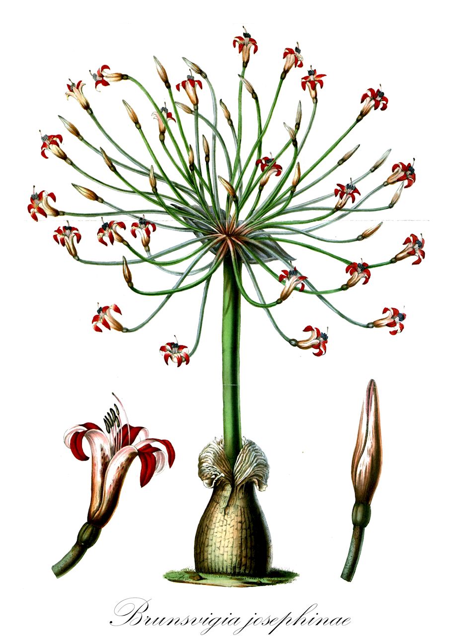 Brunsvigia josephinae - Amaryllidaceae,Plantae,Pteridobiotina,Angiosperms,Asparagales,Amaryllidaceae,Brunsvigia,Brunsvigia josephinae,Amaryllis gigantea, Amaryllis josephinae, Amaryllis josephiniae, Amaryllis josephiniana, Brunsvigia gigantea, Brunsvigia glauca, Brunsvigia gydobergensis, Brunsvigia josephiniae var. angutifolia, Coburgia josephinae