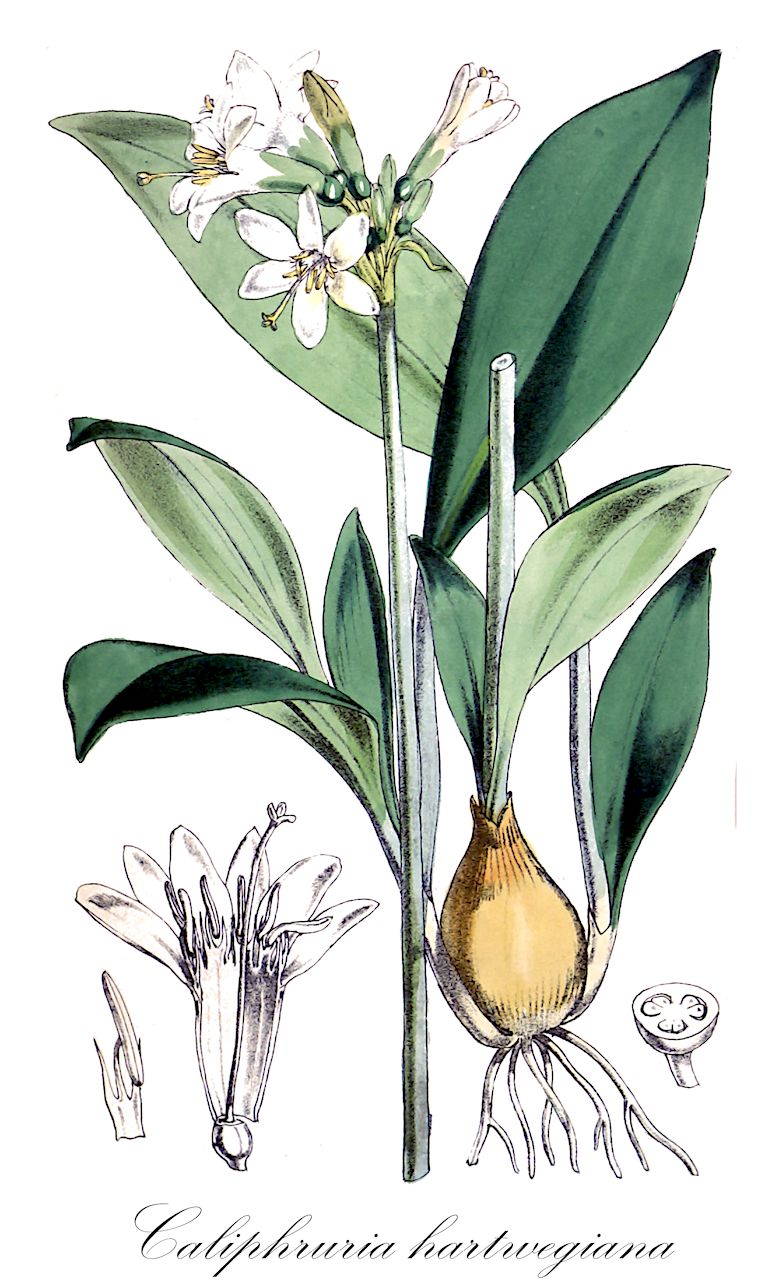 Caliphruria hartwegiana - Amaryllidaceae,Plantae,Pteridobiotina,Angiosperms,Asparagales,Amaryllidaceae,Caliphruria,Caliphruria hartwegiana,Eucharis hartwegiana, Urceolina hartwegiana