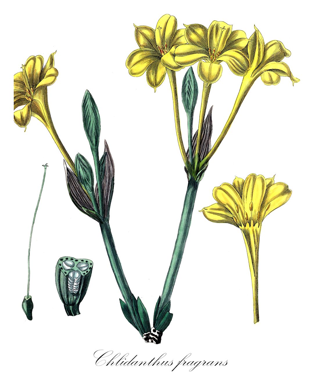 Chlidanthus fragrans - Amaryllidaceae,Plantae,Pteridobiotina,Angiosperms,Asparagales,Amaryllidaceae,Chlidanthus,Chlidanthus fragrans,Amaryllis marginata, Castellanoa marginata, Chlidanthus ehrenbergii, Chlidanthus marginatus, Clitanthes lutea, Coleophyllum ehrenbergii, Hippeastrum marginatum, Pancratium luteum, Sanmartina marginata,Prunkblüte;Schönblüte