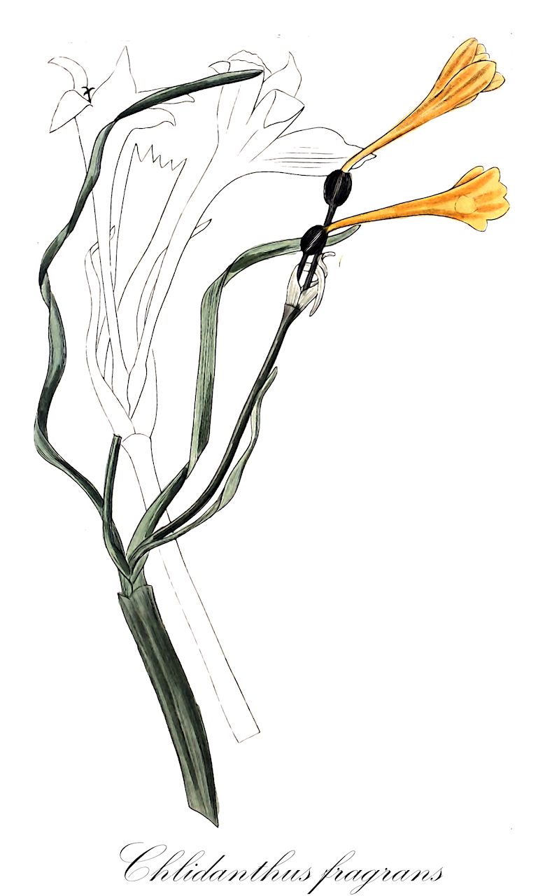 Chlidanthus fragrans - Amaryllidaceae,Plantae,Pteridobiotina,Angiosperms,Asparagales,Amaryllidaceae,Chlidanthus,Chlidanthus fragrans,Amaryllis marginata, Castellanoa marginata, Chlidanthus ehrenbergii, Chlidanthus marginatus, Clitanthes lutea, Coleophyllum ehrenbergii, Hippeastrum marginatum, Pancratium luteum, Sanmartina marginata,Prunkblüte;Schönblüte