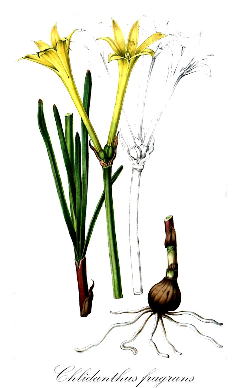 Chlidanthus fragrans - Amaryllidaceae,Plantae,Pteridobiotina,Angiosperms,Asparagales,Amaryllidaceae,Chlidanthus,Chlidanthus fragrans,Amaryllis marginata, Castellanoa marginata, Chlidanthus ehrenbergii, Chlidanthus marginatus, Clitanthes lutea, Coleophyllum ehrenbergii, Hippeastrum marginatum, Pancratium luteum, Sanmartina marginata,Prunkblüte;Schönblüte