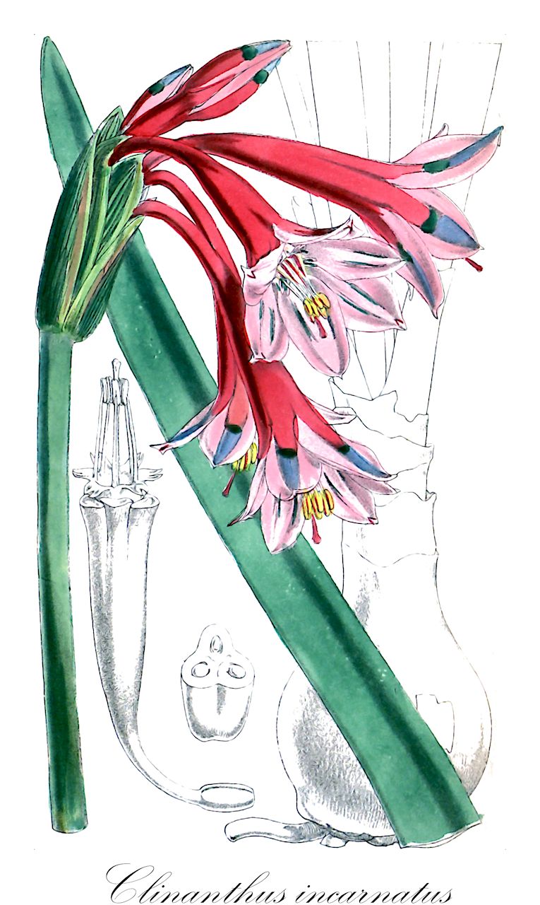 Clinanthus incarnatus - Amaryllidaceae,Plantae,Pteridobiotina,Angiosperms,Asparagales,Amaryllidaceae,Clinanthus,Clinanthus incarnatus,Chrysiphiala incarnata, Chrysiphiala trichroma, Coburgia acuta, Coburgia incarnata, Coburgia quitensis, Coburgia quitensis, Coburgia splendens, Coburgia trichroma, Coburgia versicolor, Pancratium incarnatum, Pancratium quitense, Pancratium trichroma, Stenomesson acutum, Stenomesson incarnatum, Stenomesson splendens, Stenomesson trichromum