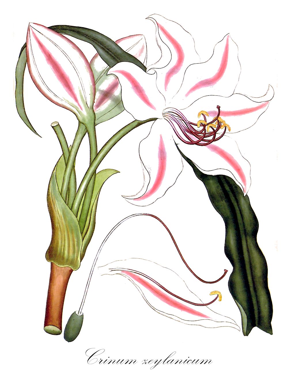 Crinum zeylanicum - Amaryllidaceae,Plantae,Pteridobiotina,Angiosperms,Asparagales,Amaryllidaceae,Crinum,Crinum zeylanicum,Amaryllis zeylanica, Crinum latifolium var. zeylanicum, Taenais zeylanica