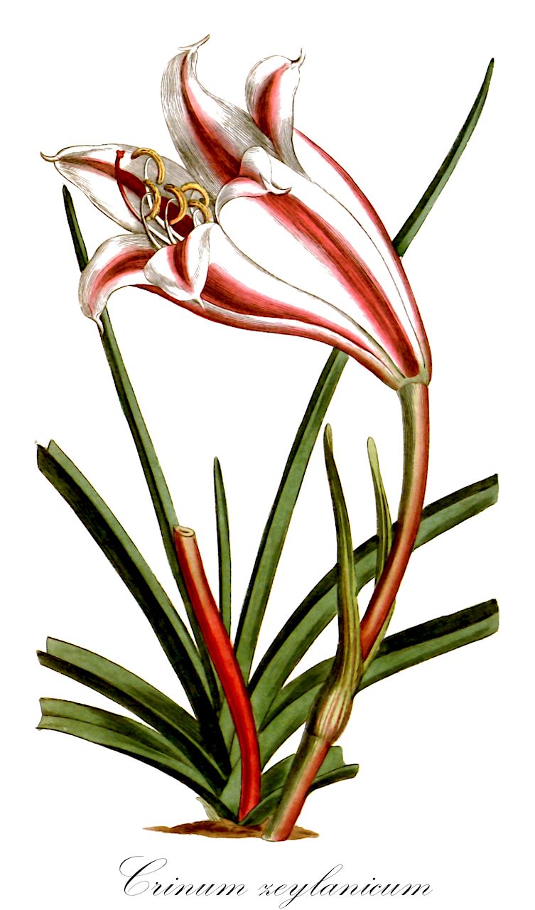 Crinum zeylanicum - Amaryllidaceae,Plantae,Pteridobiotina,Angiosperms,Asparagales,Amaryllidaceae,Crinum,Crinum zeylanicum,Amaryllis zeylanica, Crinum latifolium var. zeylanicum, Taenais zeylanica