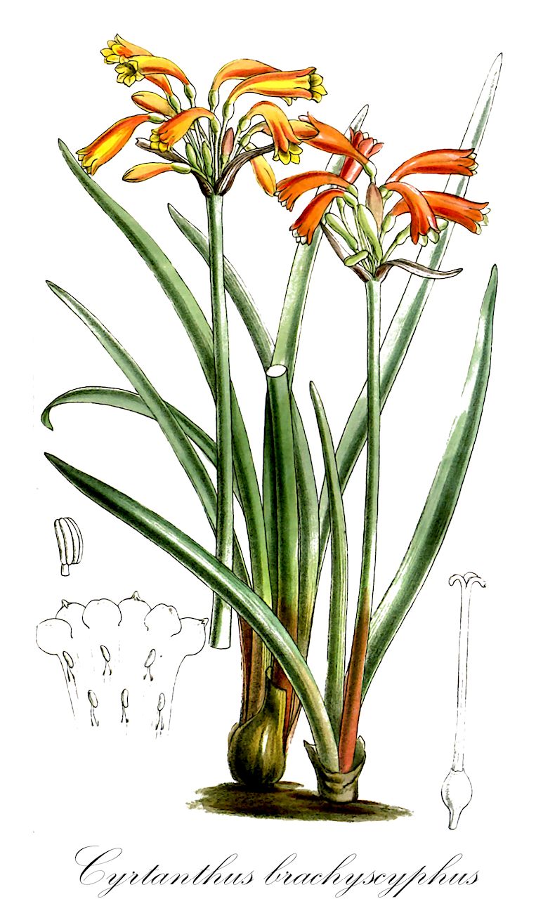 Cyrtanthus brachyscyphus - Amaryllidaceae,Plantae,Pteridobiotina,Angiosperms,Asparagales,Amaryllidaceae,Cyrtanthus,Cyrtanthus brachyscyphus,Cyrtanthus parviflorus, Cyrtanthus rectiflorus