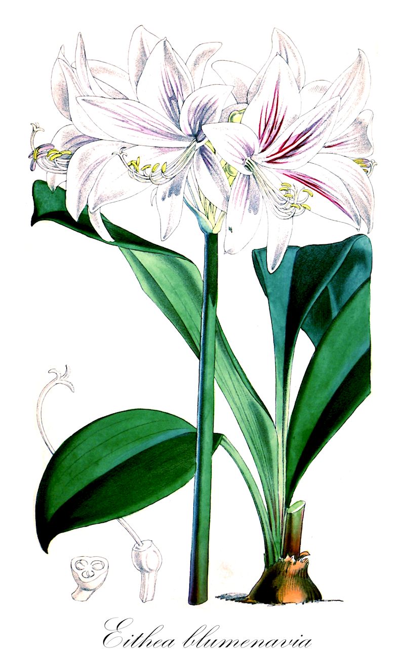 Eithea blumenavia - Amaryllidaceae,Plantae,Pteridobiotina,Angiosperms,Asparagales,Amaryllidaceae,Eithea,Eithea blumenavia,Amaryllis blumenavia, Amaryllis iguapensis, Griffinia blumenavia, Hippeastrum blumenavia, Hippeastrum iguapense