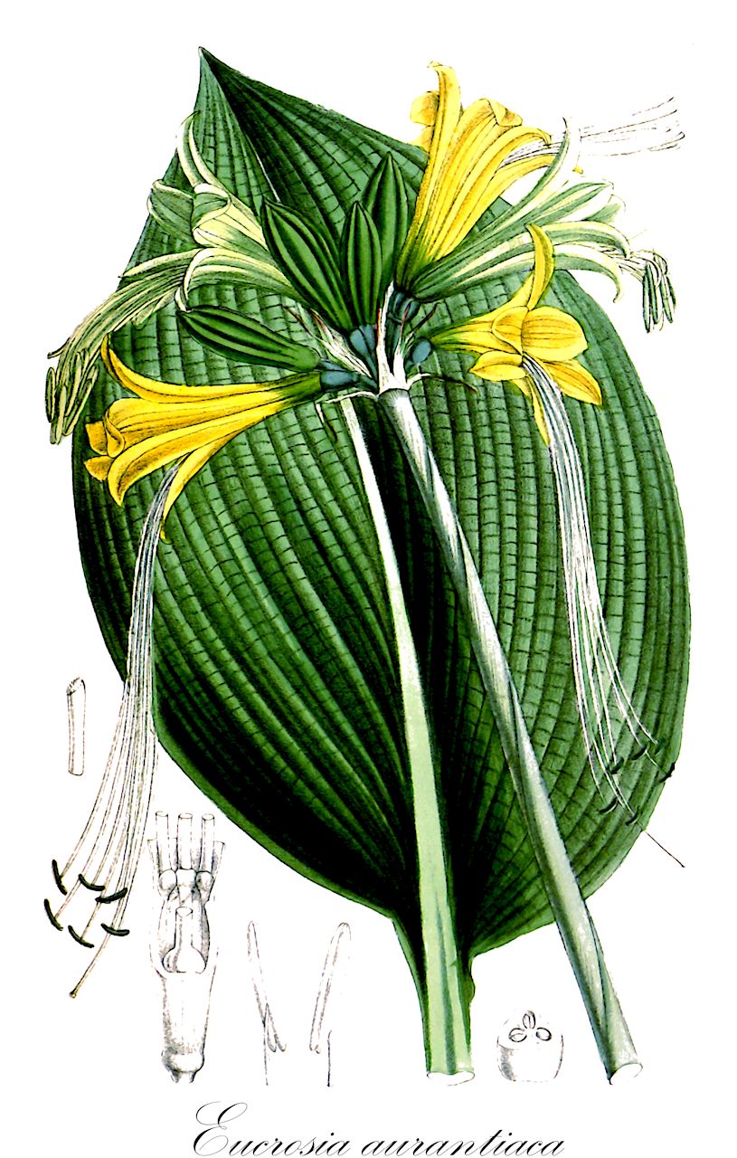 Eucrosia aurantiaca - Amaryllidaceae,Plantae,Pteridobiotina,Angiosperms,Asparagales,Amaryllidaceae,Eucrosia,Eucrosia aurantiaca,Callipsyche aurantiaca, Callipsyche auratum, Eucrosia aurantiaca, Eucrosia morleyana