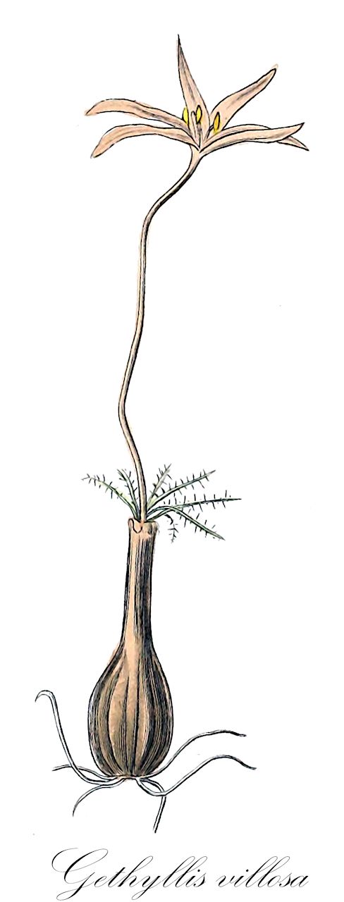 Gethyllis villosa - Amaryllidaceae,Plantae,Pteridobiotina,Angiosperms,Asparagales,Amaryllidaceae,Gethyllis,Gethyllis villosa,Papiria villosa