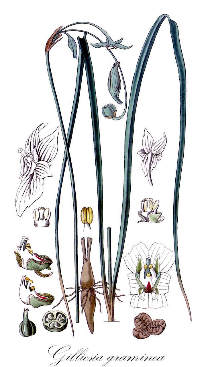 Gilliesia graminea - Amaryllidaceae,Plantae,Pteridobiotina,Angiosperms,Asparagales,Amaryllidaceae,Gilliesia,Gilliesia graminea,Gilliesia gaudichaudiana