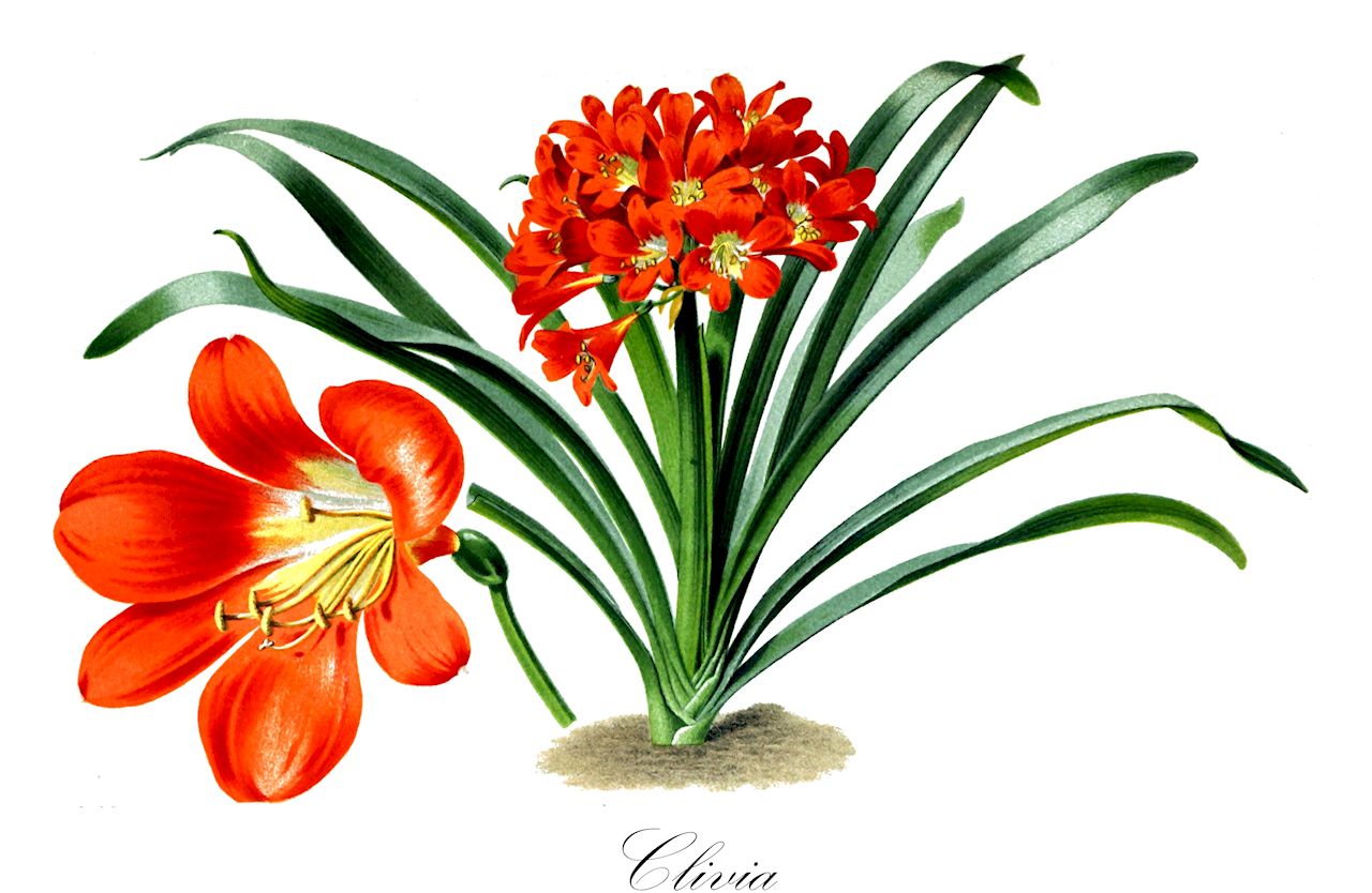 Clivia - Amaryllidaceae,Plantae,Pteridobiotina,Angiosperms,Asparagales,Amaryllidaceae,Clivia,Himantophyllum, Imantophyllum, Imatophyllum,Clivie;Riemenblatt