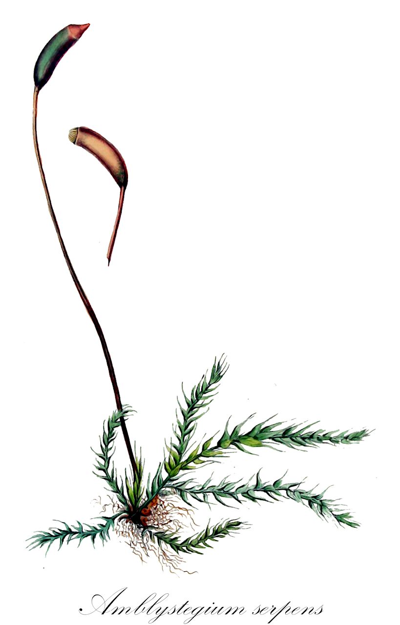 Amblystegium serpens - Amblystegiaceae,Plantae,Bryobiotina,Bryophyta,Bryopsida,Bryidae,Hypnanae,Hypnales,Amblystegiaceae,Amblystegium,Amblystegium serpens,Amblystegium adpressum, Amblystegium atrovirens, Amblystegium cashii, Amblystegium juratzkae, Amblystegium juratzkanum, Amblystegium juratzkanum f. angustifrons, Amblystegium juratzkanum f. brevinerve, Amblystegium juratzkanum f. crassinerve, Amblystegium juratzkanum f. transiens, Amblystegium juratzkanum f. xerophilum, Amblystegium juratzkanum var. adpressum, Amblystegium juratzkanum var. affine, Amblystegium juratzkanum var. angustifolium, Amblystegium juratzkanum var. angustifolium, Amblystegium juratzkanum var. angustifrons, Amblystegium juratzkanum var. arenaceum, Amblystegium juratzkanum var. arenarium, Amblystegium juratzkanum var. atrovirens, Amblystegium juratzkanum var. brevicostatum, Amblystegium juratzkanum var. falcatum, Amblystegium juratzkanum var. fallax, Amblystegium juratzkanum var. giganteum, Amblystegium juratzkanum var. longifolium, Amblystegium juratzkanum var. meridionale, Amblystegium juratzkanum var. noskovi, Amblystegium juratzkanum var. odinii, Amblystegium juratzkanum var. pseudosalinum, Amblystegium juratzkanum var. robustum, Amblystegium juratzkanum var. salicinum, Amblystegium juratzkanum var. serotinum, Amblystegium juratzkanum var. sudeticum, Amblystegium juratzkanum var. tenue, Amblystegium juratzkanum var. tenue, Amblystegium juratzkanum var. verejtinovi, Amblystegium juratzkanum var. versirete, Amblystegium littorale, Amblystegium perminimum, Amblystegium porphyrrhizon, Amblystegium pseudosalinum, Amblystegium pusillum, Amblystegium radicale subsp. pachyrrhizon, Amblystegium radicale var. affine, Amblystegium radicale var. juratzkanum, Amblystegium radicale var. pachyrrhizon, Amblystegium radicale var. salicinum, Amblystegium radicale var. serotinum, Amblystegium radicale var. sudeticum, Amblystegium rigescens, Amblystegium rigescens var. angustifolium, Amblystegium rigescens var. gracilescens, Amblystegium rigescens var. loeskeanum, Amblystegium rigescens var. robustum, Amblystegium rigescens var. serrulatum, Amblystegium riparium var. serrulatum, Amblystegium saxicola, Amblystegium schlotthaueri, Amblystegium serbicum, Amblystegium serpens f. affine, Amblystegium serpens f. angustifrons, Amblystegium serpens f. arenaceum, Amblystegium serpens f. brevinerve, Amblystegium serpens f. crassinerve, Amblystegium serpens f. depauperatum, Amblystegium serpens f. elatum, Amblystegium serpens f. falcatum, Amblystegium serpens f. fallax, Amblystegium serpens f. gracilescens, Amblystegium serpens f. loeskeanum, Amblystegium serpens f. longifolium, Amblystegium serpens f. majus, Amblystegium serpens f. pinnatum, Amblystegium serpens f. robustum, Amblystegium serpens f. robustum, Amblystegium serpens f. serrulatum, Amblystegium serpens f. serrulatum, Amblystegium serpens f. subjuratzkanum, Amblystegium serpens f. subtile, Amblystegium serpens f. tenue, Amblystegium serpens f. transiens, Amblystegium serpens subsp. columbiae, Amblystegium serpens subsp. juratzkanum, Amblystegium serpens subsp. litorale, Amblystegium serpens subsp. rigescens, Amblystegium serpens subsp. schlotthaueri, Amblystegium serpens subsp. versirete, Amblystegium serpens var. adpressum, Amblystegium serpens var. angustifolium, Amblystegium serpens var. atrovirens, Amblystegium serpens var. beringianum, Amblystegium serpens var. bivalens, Amblystegium serpens var. brevifolium, Amblystegium serpens var. byssoides, Amblystegium serpens var. colombiae, Amblystegium serpens var. contextum, Amblystegium serpens var. depauperatum, Amblystegium serpens var. elatum, Amblystegium serpens var. fallax, Amblystegium serpens var. giganteum, Amblystegium serpens var. juratzkae, Amblystegium serpens var. juratzkanum, Amblystegium serpens var. latifolium, Amblystegium serpens var. litorale, Amblystegium serpens var. longifolium, Amblystegium serpens var. macrophyllum, Amblystegium serpens var. majus, Amblystegium serpens var. majus, Amblystegium serpens var. meridionale, Amblystegium serpens var. myurum, Amblystegium serpens var. nerviflexi, Amblystegium serpens var. noskovi, Amblystegium serpens var. odinii, Amblystegium serpens var. pinnatum, Amblystegium serpens var. porphyrrhizon, Amblystegium serpens var. pseudosalinum, Amblystegium serpens var. quadrivalens, Amblystegium serpens var. rigescens, Amblystegium serpens var. rigidiusculum, Amblystegium serpens var. rigidum, Amblystegium serpens var. salicinum, Amblystegium serpens var. salinum, Amblystegium serpens var. saxicola, Amblystegium serpens var. serbicum, Amblystegium serpens var. sericeum, Amblystegium serpens var. serotinum, Amblystegium serpens var. serpens, Amblystegium serpens var. serrulatum, Amblystegium serpens var. spinulosum, Amblystegium serpens var. subenerve, Amblystegium serpens var. subtile, Amblystegium serpens var. sudeticum, Amblystegium serpens var. tenue, Amblystegium serpens var. univalens, Amblystegium serpens var. verejtinovi, Amblystegium serpens var. versirete, Amblystegium serpens var. xanthodictyon, Amblystegium varium subsp. juratzkae, Amblystegium varium subsp. porphyrrhizon, Amblystegium varium subsp. yuratzkae, Amblystegium versirete, Amblystegium xerophilum, Eurhynchium juratzkanum, Hypnum aurantiacum, Hypnum columbiae, Hypnum contextum, Hypnum juratzkae, Hypnum juratzkanum, Hypnum longiflorum, Hypnum longisetum, Hypnum porphyrhizon, Hypnum serpens, Hypnum serpens f. depauperatum, Hypnum serpens var. aurantiacum, Hypnum serpens var. brachycladon, Hypnum serpens var. byssoides, Hypnum serpens var. clavatum, Hypnum serpens var. contextum, Hypnum serpens var. crassinervium, Hypnum serpens var. crispabile, Hypnum serpens var. cylindricum, Hypnum serpens var. depauperatum, Hypnum serpens var. excentricum, Hypnum serpens var. falciforme, Hypnum serpens var. hedwigii, Hypnum serpens var. juratzkanum, Hypnum serpens var. macrocarpon, Hypnum serpens var. majus, Hypnum serpens var. patentissimum, Hypnum serpens var. pensylvanicum, Hypnum serpens var. rigidum, Hypnum serpens var. serotinum, Hypnum serpens var. spinulosum, Hypnum serpens var. subtile, Hypnum serpens var. tenue, Hypnum spinulosum, Hypnum subtile, Hypnum tenue, Hypnum trifarium, Leskea repens, Stereodon serpens, Stereodon serpens var. aurantiacus, Stereodon serpens var. brachyclados, Stereodon serpens var. byssoides, Stereodon serpens var. clavatus, Stereodon serpens var. contextus, Stereodon serpens var. crassinervius, Stereodon serpens var. crispabilis, Stereodon serpens var. cylindricus, Stereodon serpens var. excentricus, Stereodon serpens var. falciformis, Stereodon serpens var. macrocarpos, Stereodon serpens var. patentissimus, Stereodon serpens var. pensylvanicus, Stereodon serpens var. spinulosus, Stereodon serpens var. subtilis, Stereodon serpens var. tenuis