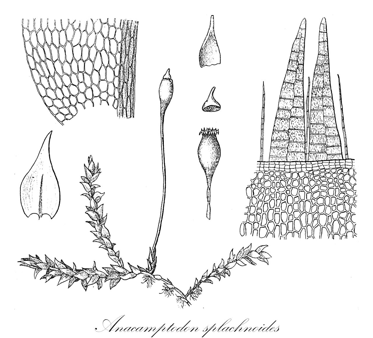 Anacamptodon splachnoides - Amblystegiaceae,Plantae,Bryobiotina,Bryophyta,Bryopsida,Bryidae,Hypnanae,Hypnales,Amblystegiaceae,Anacamptodon,Anacamptodon splachnoides,Anacamptodon splachnoides f. tayloriae, Anacamptodon splachnoides var. americanus, Anacamptodon splachnoides var. tayloriae, Campylodontium hypnoides, Fabronia splachnoides, Neckera splachnoides, Orthotrichum splachnoides
