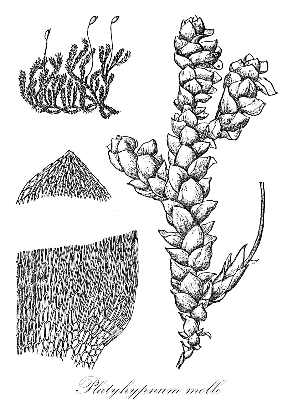 Platyhypnum molle - Amblystegiaceae,Plantae,Bryobiotina,Bryophyta,Bryopsida,Bryidae,Hypnanae,Hypnales,Amblystegiaceae,Platyhypnum,Platyhypnum molle,Amblystegium molle, Amblystegium molle var. schimperi, Calliergon molle, Calliergon submolle, Hygrohypnum molle, Hygrohypnum molle var. japonicum, Hygrohypnum molle var. pyrenaicum, Hygrohypnum molle var. schimperi, Hygrohypnum molle var. schimperianum, Hygrohypnum schimperianum, Hypnum bestii var. pyrenaicum, Hypnum dilatatum subsp. molle, Hypnum molle, Hypnum molle var. maximum, Hypnum molle var. pyrenaicum, Hypnum molle var. rigidulum, Hypnum molle var. schimperi, Hypnum molle var. schimperianum, Hypnum rupestre, Hypnum schimperianum, Hypnum submolle, Limnobium molle, Limnobium molle var. schimperi, Limnobium molle var. schimperianum, Limnobium schimperianum, Limnobium submolle, Ochyraea mollis, Stereodon mollis