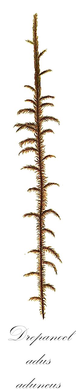 Drepanocladus aduncus - Amblystegiaceae,Plantae,Bryobiotina,Bryophyta,Bryopsida,Bryidae,Hypnanae,Hypnales,Amblystegiaceae,Drepanocladus,Drepanocladus aduncus,Amblystegium aduncum, Amblystegium aduncum var. legitimum, Amblystegium fluitans f. orthophyllum, Amblystegium kneiffii var. paternum, Amblystegium pseudofluitans, Brachythecium edentatum, Brachythecium integrifolium, Calliergidium bakeri, Drepanocladus aduncus f. aquaticus, Drepanocladus aduncus f. flexilis, Drepanocladus aduncus f. herthae, Drepanocladus aduncus f. paternus, Drepanocladus aduncus f. pseudofluitans, Drepanocladus aduncus subf. filescens, Drepanocladus aduncus subf. pinnatus, Drepanocladus aduncus var. aduncus, Drepanocladus aduncus var. aquaticus, Drepanocladus aduncus var. clavatus, Drepanocladus aduncus var. cyrtopteron, Drepanocladus aduncus var. dendroides, Drepanocladus aduncus var. flexilis, Drepanocladus aduncus var. paternus, Drepanocladus aduncus var. pseudofluitans, Drepanocladus aduncus var. roellii, Drepanocladus aduncus var. wheldonii, Drepanocladus aquaticus, Drepanocladus aquaticus var. fluitans, Drepanocladus aquaticus var. tenuis, Drepanocladus fluitans var. orthophyllus, Drepanocladus fluitans var. plumosus, Drepanocladus herthae, Drepanocladus herthae var. inundatus, Drepanocladus kneiffii var. aquaticus, Drepanocladus kneiffii var. chilensis, Drepanocladus kneiffii var. platyphyllus, Drepanocladus kneiffii var. pseudofluitans, Drepanocladus kneiffii var. subsimplex, Drepanocladus paternus, Drepanocladus polycarpus var. pseudofluitans, Drepanocladus pseudofluitans, Drepanocladus pseudofluitans var. dasycladus, Drepanocladus pseudofluitans var. filicis, Drepanocladus pseudofluitans var. flagelliformis, Drepanocladus pseudofluitans var. gracilis, Drepanocladus pseudofluitans var. natans, Drepanocladus pseudofluitans var. pinnatus, Drepanocladus pseudofluitans var. pinnatus, Drepanocladus pseudofluitans var. pungens, Drepanocladus pseudofluitans var. reptans, Drepanocladus pseudofluitans var. subsimplex, Drepanocladus simplicissimus var. diversifolius, Drepanocladus simplicissimus var. immersus, Drepanocladus simplicissimus var. tenuis, Harpidium kneiffii f. patulum, Harpidium kneiffii var. pseudofluitans, Hypnum aduncum, Hypnum aduncum f. amblystegioides, Hypnum aduncum f. natans, Hypnum aduncum subsp. pseudofluitans, Hypnum aduncum unr. aquaticum, Hypnum aduncum unr. paternum, Hypnum aduncum var. angustifolium, Hypnum aduncum var. aquaticum, Hypnum aduncum var. aureonitens, Hypnum aduncum var. clavatum, Hypnum aduncum var. cochleatum, Hypnum aduncum var. flexile, Hypnum aduncum var. integrifolium, Hypnum aduncum var. laeteviride, Hypnum aduncum var. legitimum, Hypnum aduncum var. paternum, Hypnum aduncum var. peracuminatum, Hypnum aduncum var. pseudofluitans, Hypnum aduncum var. roellii, Hypnum aduncum var. sterile, Hypnum aduncum var. stygium, Hypnum bakeri, Hypnum fluitans var. orthophyllum, Hypnum fluitans var. plumosum, Hypnum kneiffii var. aduncum, Hypnum kneiffii var. aquaticum, Hypnum kneiffii var. platyphyllum, Hypnum kneiffii var. pseudofluitans, Hypnum lycopodioides var. occidentale, Hypnum pseudofluitans, Hypnum pseudofluitans var. filescens, Hypnum sendtneri var. occidentale, Hypnum simplicissimum var. immersum, Stereodon aduncus, Stereodon aduncus var. sterilis
