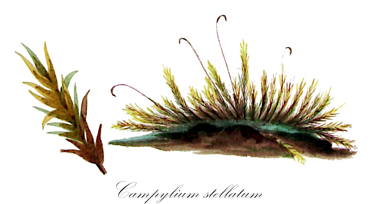 Campylium stellatum - Amblystegiaceae,Plantae,Bryobiotina,Bryophyta,Bryopsida,Bryidae,Hypnanae,Hypnales,Amblystegiaceae,Campylium,Campylium stellatum,Amblystegium stellatum, Campyliadelphus stellatus, Campyliadelphus stellatus var. brotheri, Campyliadelphus stellatus var. stellatus, Campylium stellatum f. alpinum, Campylium stellatum f. fluitans, Campylium stellatum f. gracile, Campylium stellatum var. brotheri, Campylium stellatum var. gracilis, Campylium stellatum var. intermedium, Campylium stellatum var. squarrosum, Campylium stellatum var. stellatum, Campylium subdecursivulum, Chrysohypnum stellatum, Chrysohypnum stellatum f. subfalcatum, Chrysohypnum stellatum var. fluitans, Chrysohypnum stellatum var. intermedium, Chrysohypnum stellatum var. robustum, Chrysohypnum stellatum var. subfalcatum, Hygrohypnum stellatum, Hypnum flagelliforme, Hypnum muehlenbergense, Hypnum stellatum, Hypnum stellatum f. alpinum, Hypnum stellatum f. congestum, Hypnum stellatum f. gracile, Hypnum stellatum f. robustum, Hypnum stellatum var. alpinum, Hypnum stellatum var. falcatum, Hypnum stellatum var. fluitans, Hypnum stellatum var. immersum, Hypnum stellatum var. majus, Hypnum stellatum var. pendulum, Hypnum stellatum var. robustum, Hypnum stellatum var. squarrosum, Hypnum stellatum var. subdecursivulum, Hypnum stellatum var. subfalcatum, Hypnum stellatum var. virens, Stereodon stellatus