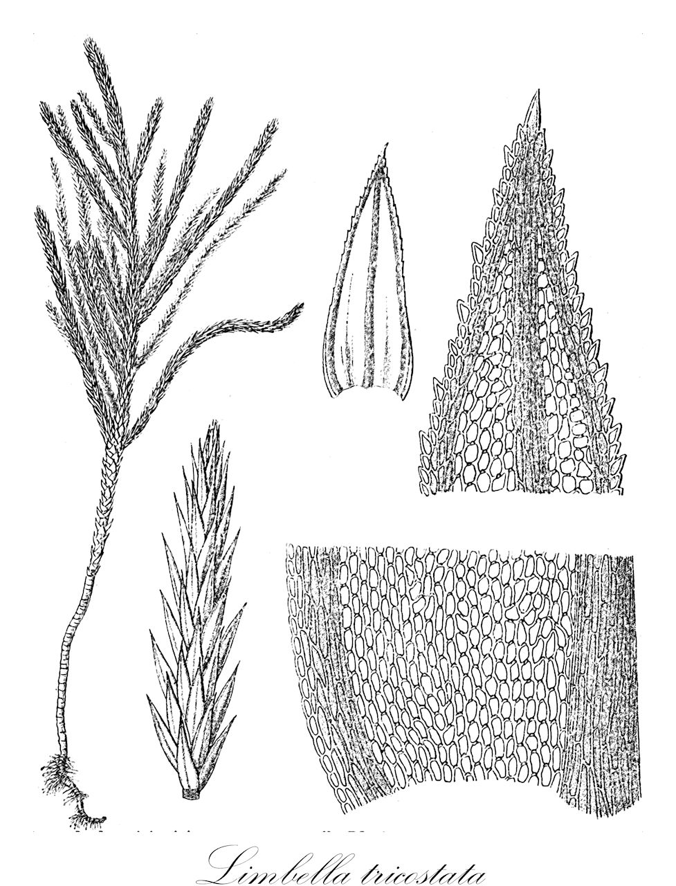 Limbella tricostata - Amblystegiaceae,Plantae,Bryobiotina,Bryophyta,Bryopsida,Bryidae,Hypnanae,Hypnales,Amblystegiaceae,Limbella,Limbella tricostata,Hypnodendron intralimbatum, Hypnodendron leptolomaceum, Hypnodendron limbatulum, Hypnodendron tricostatum, Hypnum tricostatum, Neckera tricostata, Sciaromium flexicaule, Sciaromium leptolomaceum, Sciaromium limbatulum, Sciaromium tricostatum