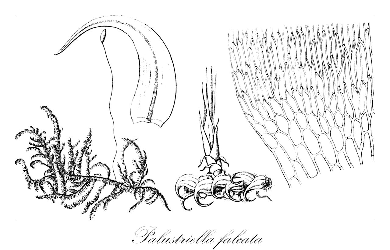 Palustriella falcata - Amblystegiaceae,Plantae,Bryobiotina,Bryophyta,Bryopsida,Bryidae,Hypnanae,Hypnales,Amblystegiaceae,Palustriella,Palustriella falcata,Amblystegium commutatum var. falcatum, Amblystegium falcatum, Amblystegium falcatum var. gracilescens, Amblystegium falcatum var. heteromallum, Amblystegium falcatum var. subsulcatum, Amblystegium glaucum subsp. falcatum, Amblystegium glaucum var. falcatum, Amblystegium glaucum var. sulcatum, Amblystegium orsinianum, Amblystegium subsulcatum, Amblystegium sulcatum, Cratoneuron commutatum f. elegans, Cratoneuron commutatum f. gracile, Cratoneuron commutatum f. gracilescens, Cratoneuron commutatum f. permagnum, Cratoneuron commutatum f. pulcherrimum, Cratoneuron commutatum f. subjulaceum, Cratoneuron commutatum subsp. falcatum, Cratoneuron commutatum subsp. sulcatum, Cratoneuron commutatum var. falcatum, Cratoneuron commutatum var. sulcatum, Cratoneuron commutatum var. virescens, Cratoneuron falcatum, Cratoneuron falcatum var. dunale, Cratoneuron falcatum var. elegans, Cratoneuron falcatum var. falcatum, Cratoneuron falcatum var. gracilescens, Cratoneuron falcatum var. pulcherrimum, Cratoneuron falcatum var. subjulaceum, Cratoneuron falcatum var. williamsii, Cratoneuron glaucum var. dunale, Cratoneuron glaucum var. falcatum, Cratoneuron glaucum var. subsulcatum, Cratoneuron glaucum var. sulcatum, Cratoneuron papillosum, Cratoneuron subsulcatum, Cratoneuron sulcatum, Cratoneuron sulcatum var. stenodictyon, Cratoneuron sulcatum var. subsulcatum, Cratoneuron williamsii, Hypnum commutatum subsp. falcatum, Hypnum commutatum subsp. sulcatum, Hypnum commutatum var. condensatum, Hypnum commutatum var. falcatum, Hypnum commutatum var. gracilescens, Hypnum commutatum var. sulcatum, Hypnum commutatum var. vageramosum, Hypnum commutatum var. virescens, Hypnum falcatum, Hypnum falcatum var. delicatulum, Hypnum falcatum var. dunale, Hypnum falcatum var. gracilescens, Hypnum falcatum var. integrifolium, Hypnum falcatum var. permagnum, Hypnum falcatum var. virescens, Hypnum fluitans var. falcatum, Hypnum glaucum var. subsulcatum, Hypnum glaucum var. sulcatum, Hypnum orsinianum, Hypnum subsulcatum, Hypnum sulcatum, Hypnum sulcatum var. stenodictyon, Hypnum sulcatum var. subsulcatum, Hypnum virescens, Palustriella commutata var. falcata, Palustriella commutata var. sulcata, Palustriella commutata var. virescens, Palustriella pluristratosa
