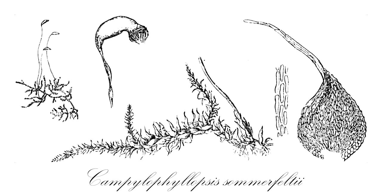 Campylophyllopsis sommerfeltii - Amblystegiaceae,Plantae,Bryobiotina,Bryophyta,Bryopsida,Bryidae,Hypnanae,Hypnales,Amblystegiaceae,Campylophyllopsis,Campylophyllopsis sommerfeltii,Amblystegium sommerfeltii, Campylidium sommerfeltii, Campylidium trichocladum, Campylium calcareum f. latifolia, Campylium hispidulum f. corticola, Campylium hispidulum subf. longifolium, Campylium hispidulum var. sommerfeltii, Campylium polymorphum f. corticola, Campylium polymorphum f. integrum, Campylium polymorphum f. serratulum, Campylium polymorphum f. tenuissimum, Campylium polymorphum subf. attenuatum, Campylium polymorphum subf. longifolium, Campylium polymorphum subf. moravica, Campylium reichenbachianum, Campylium sommerfeltii, Campylium sommerfeltii subf. attenuatum, Campylium sommerfeltii var. corticola, Campylium sommerfeltii var. integrum, Campylium sommerfeltii var. serratulum, Campylium sommerfeltii var. subserrulatum, Campylium sommerfeltii var. tenuissimum, Campylium trichocladum, Campylium uninervium var. minus, Campylophyllopsis trichoclada, Campylophyllum sommerfeltii, Campylophyllum sommerfeltii f. latifolium, Chrysohypnum sommerfeltii, Chrysohypnum sommerfeltii f. longifolium, Chrysohypnum sommerfeltii var. corticola, Chrysohypnum sommerfeltii var. dentatum, Chrysohypnum sommerfeltii var. robustum, Chrysohypnum sommerfeltii var. subtilissimum, Chrysohypnum sommerfeltii var. tenellum, Chrysohypnum sommerfeltii var. tenuissimum, Ctenidium trichocladum, Heterocladium japonicum, Hypnum affine, Hypnum hispidulum var. sommerfeltii, Hypnum sommerfeltii, Hypnum trichocladum, Hypnum uninervium var. minus, Neckera trichoclada, Pterogonium trichocladum, Stereodon sommerfeltii