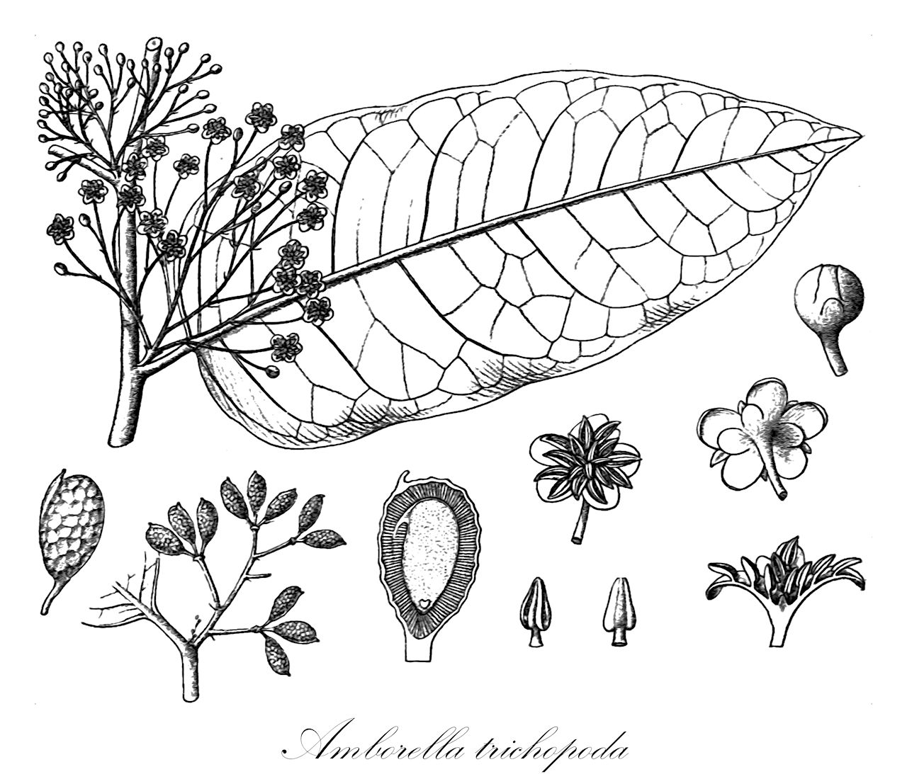 Amborella trichopoda - Amborellaceae,Plantae,Pteridobiotina,Angiosperms,Amborellales,Amborellaceae,Amborella,Amborella trichopoda