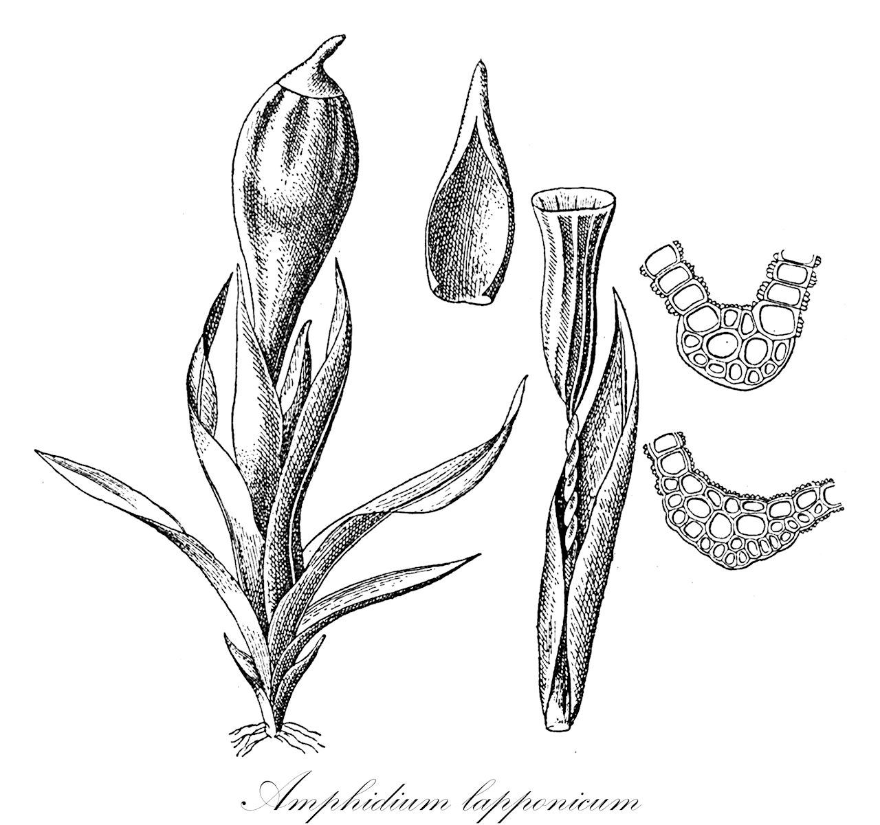 Amphidium lapponicum - Amphidiaceae,Plantae,Bryobiotina,Bryophyta,Bryopsida,Dicranidae,Amphidiales,Amphidiaceae,Amphidium,Amphidium lapponicum,Amphidium crispatum, Amphidium lapponicum var. crispatum, Amphidium sublapponicum, Amphoridium crispatum, Amphoridium lapponcium, Amphoridium sublapponicum, Anictangium lapponicum, Anictangium striatum, Anoectangium lapponicum, Bryum lapponicum, Cylicocarpus lapponicus, Didymodon lapponicus, Didymodon turgescens, Gymnostomum lapponicum, Gymnostomum striatum, Hedwigia costata, Hymenostylium lapponicum, Schistidium striatum, Zygodon crispatus, Zygodon lapponicus, Zygodon sublapponicus