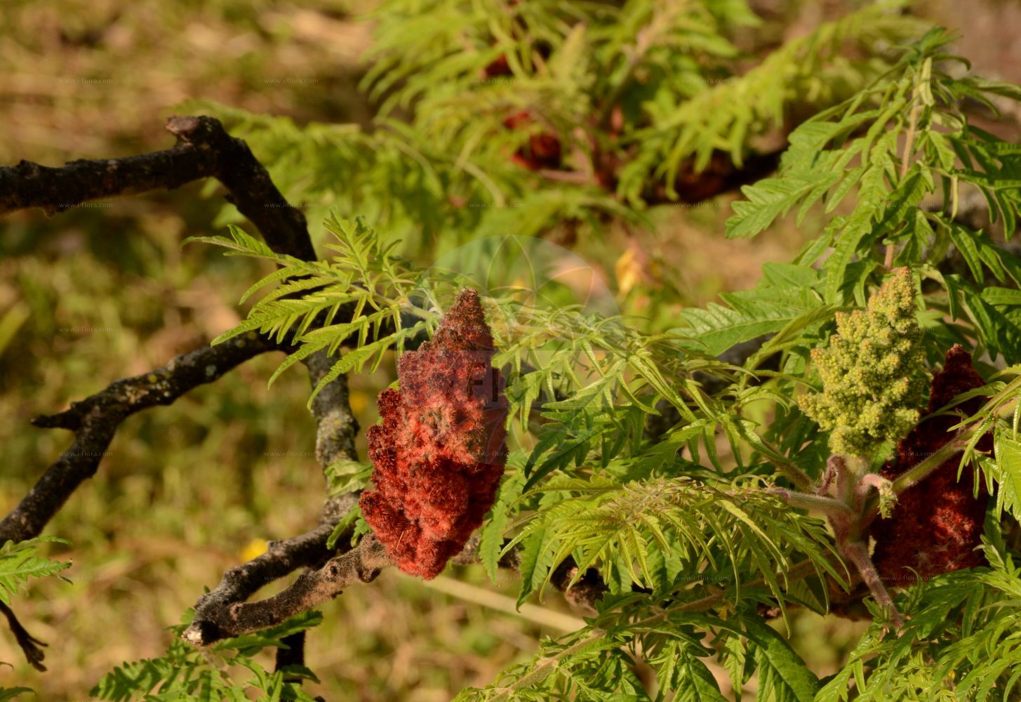 Rhus typhina - Anacardiaceae,Plantae,Pteridobiotina,Angiosperms,Sapindales,Anacardiaceae,Rhus,Rhus typhina,Datisca hirta, Rhus canadensis, Rhus hirta, Rhus hirta f. dissecta, Rhus hypselodendrum, Rhus typhina f. dissecta, Rhus typhina f. typhina, Rhus typhina var. laciniata, Rhus viridiflora, Schmaltzia hirta, Toxicodendron typhinum,Kolben-Sumach;Essigbaum;Hirschkolben-Sumach;stag's-horn sumach;hairy sumac;hairy sumach;staghorn sumac;staghorn sumach;vinegar plant;vinegar tree;virginia sumac;virginia sumach;Sumac;sumac de Virginie;sumac amarante;vinaigrier;fausse massette;zumaque de Virginia;Sommacco maggiore;sommacco americano;sommaco maggoire;azijnboom;sumagre-da-virgínia;сумах оленерогий;сумах пушистый;уксусное дерево;runjavi ruj;rönnsumak;hjohrtetaktræ;sumak octowiec;octovec;torzsás ecetfa;škumpa orobincová;sumach pálkový;сумах коротковолосий;рустифина