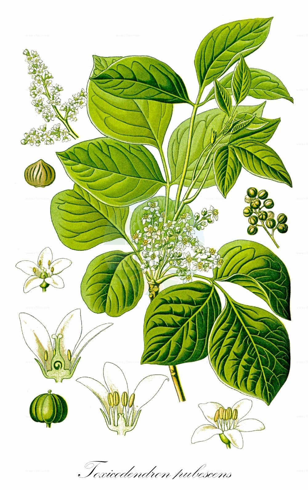 Toxicodendron pubescens - Anacardiaceae,Plantae,Pteridobiotina,Angiosperms,Sapindales,Anacardiaceae,Toxicodendron,Toxicodendron pubescens,Cotinus toxicodendron, Philostemon toxicodendron, Rhus acutiloba, Rhus pubescens, Rhus quercifolia, Rhus radicans var. pubescens, Rhus toxicodendron, Rhus toxicodendron f. elobata, Rhus toxicodendron var. quercifolia, Toxicodendron compactum, Toxicodendron monticola, Toxicodendron quercifolium, Toxicodendron toxicarium f. leiocarpum, Toxicodendron toxicodendron,Gift-Sumach;Behaarter Gift-Sumach;atlantic poison oak;poison oak;poison ivy;sumac vénéneux;arbre à la gale;sommacco tossico;giftsumak;сумах ядовитый;токсикодендрон дуболистный;токсикодендрон пушистый;ядовитый дуб;mérges szömörce;škumpa zákeřná;škumpovník zákeřný;sumach jedovatý