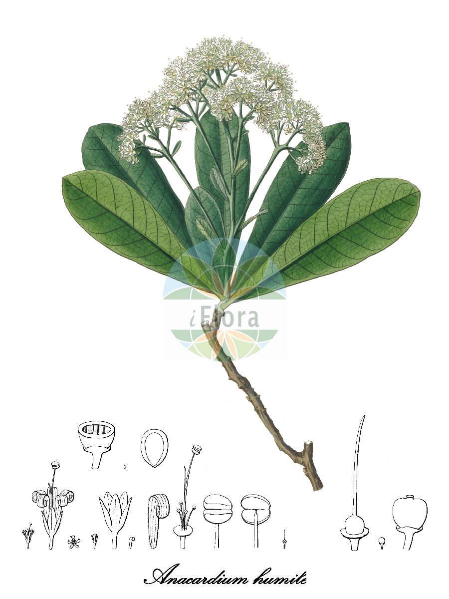 Anacardium humile - Anacardiaceae,Plantae,Pteridobiotina,Angiosperms,Sapindales,Anacardiaceae,Anacardium,Anacardium humile,Anacardium humile var. subacutum, Anacardium subterraneum
