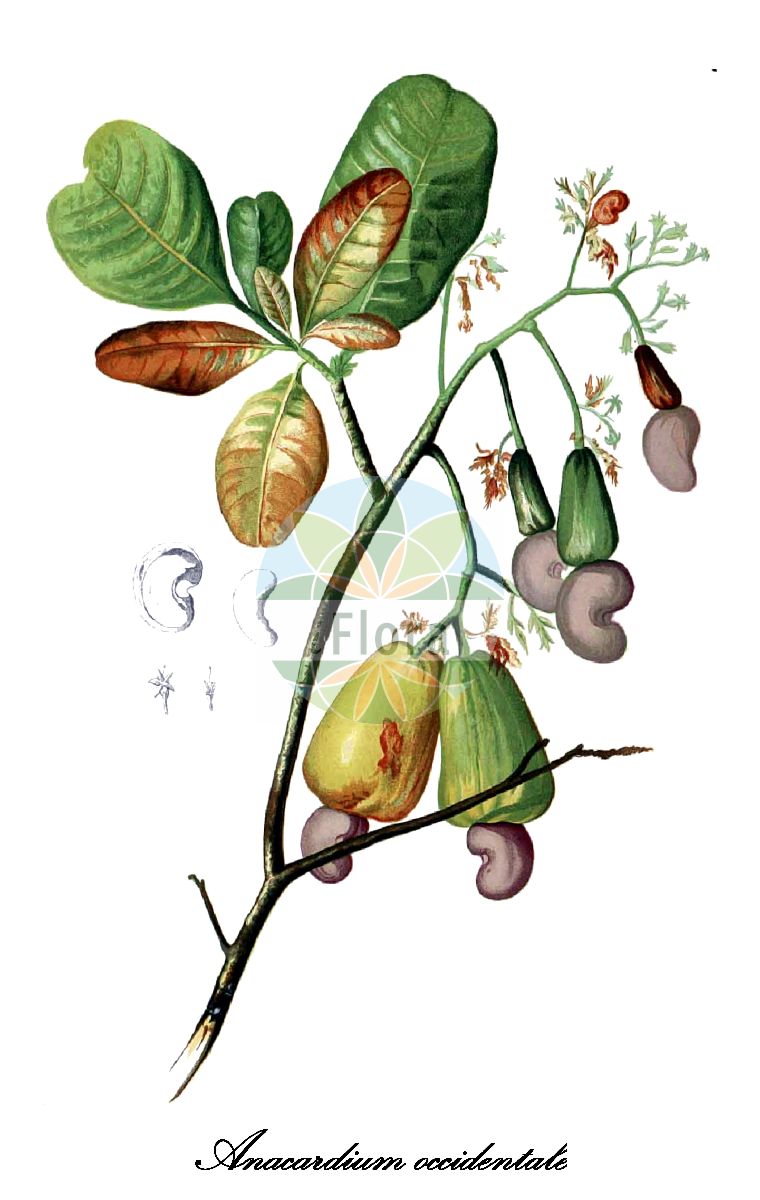 Anacardium occidentale - Anacardiaceae,Plantae,Pteridobiotina,Angiosperms,Sapindales,Anacardiaceae,Anacardium,Anacardium occidentale,Acajuba occidentalis, Anacardium microcarpum, Anacardium occidentale var. americanum, Anacardium occidentale var. gardneri, Cassuvium pomiferum, Cassuvium reniforme, Cassuvium solitarium,Cachunuss-Baum;Elefantenlaus-Baum;Acajubaum;Kaschubaum;Kaschunuss;Nierenbaum